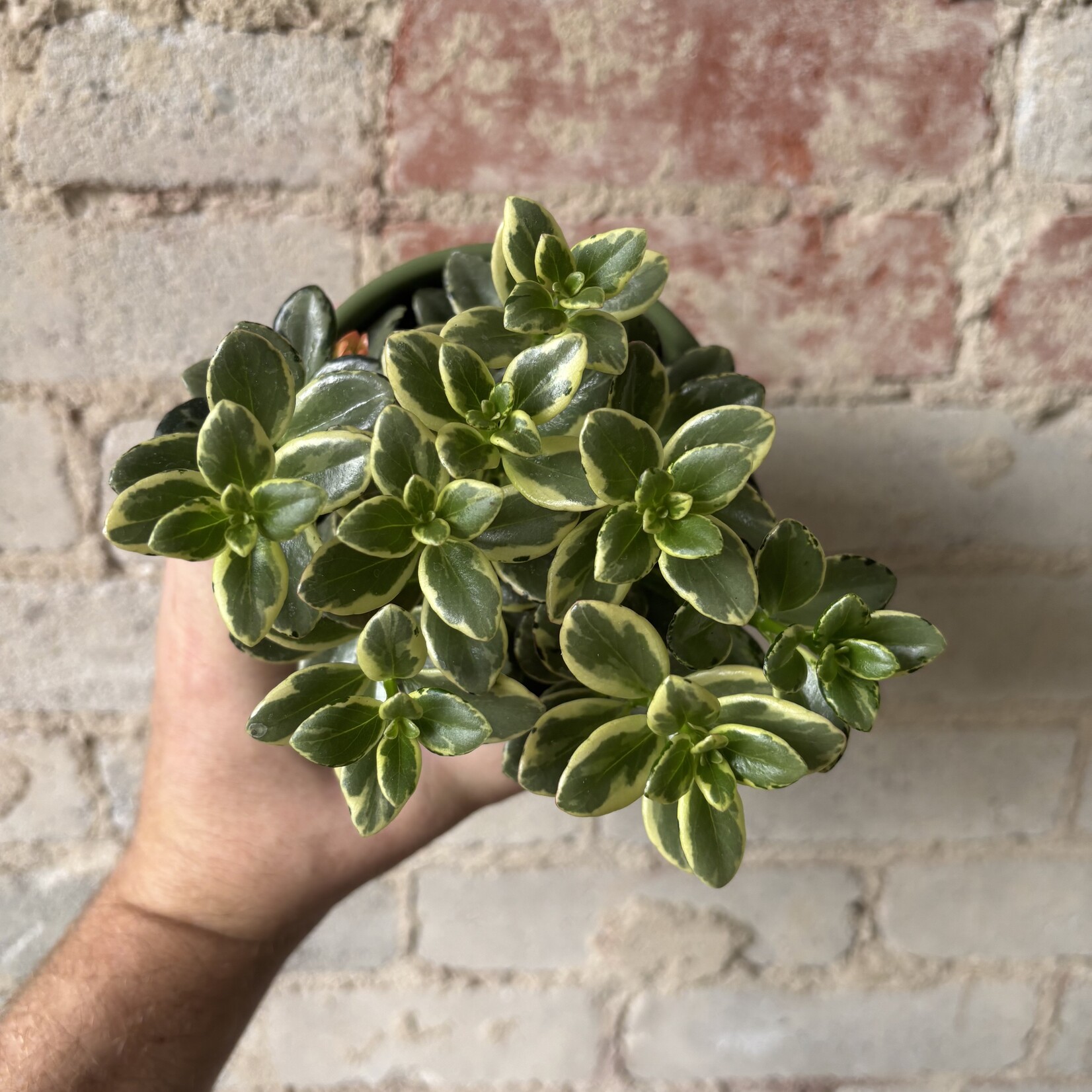 Goldfish Variegated 4"