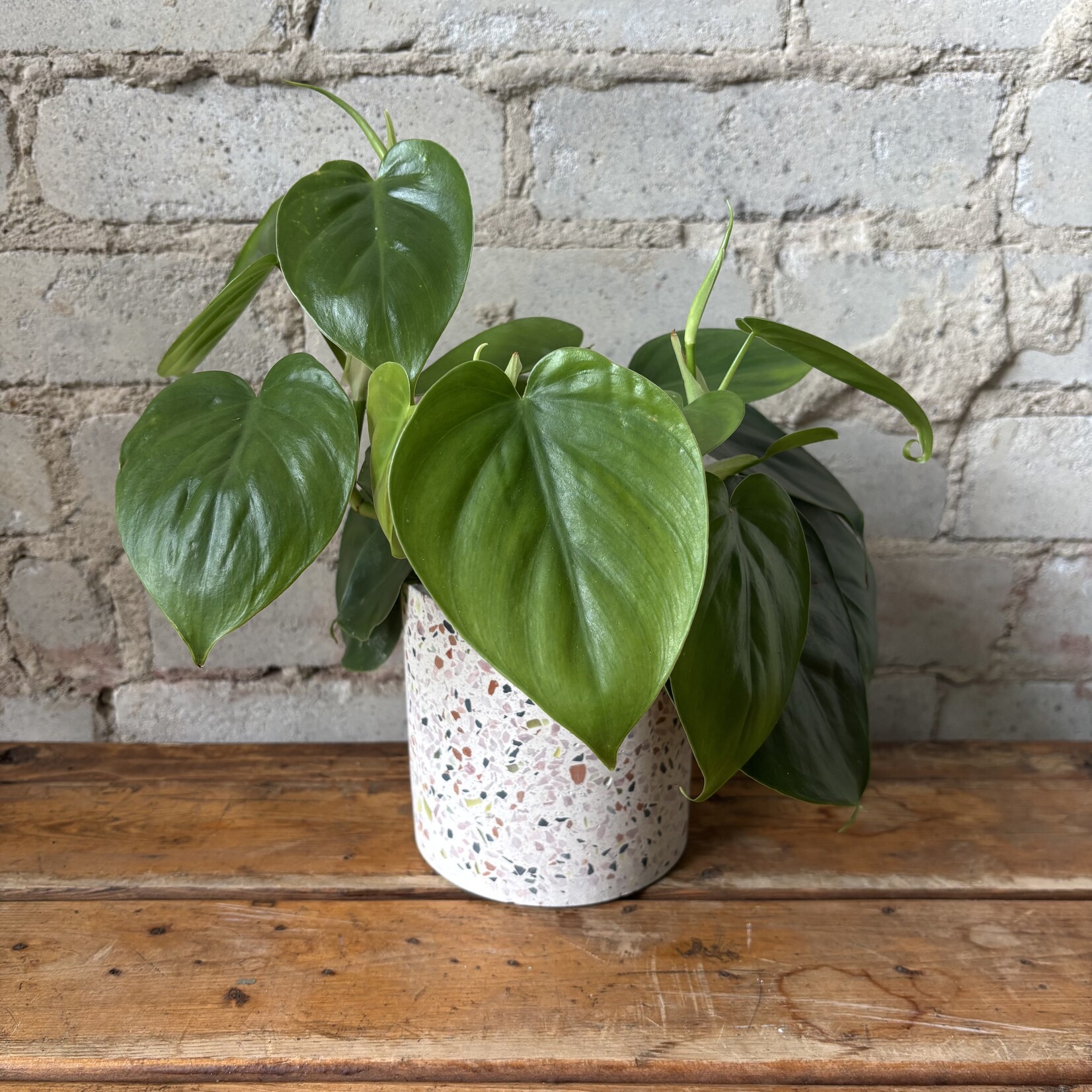 Philodendron Cordatum 4"