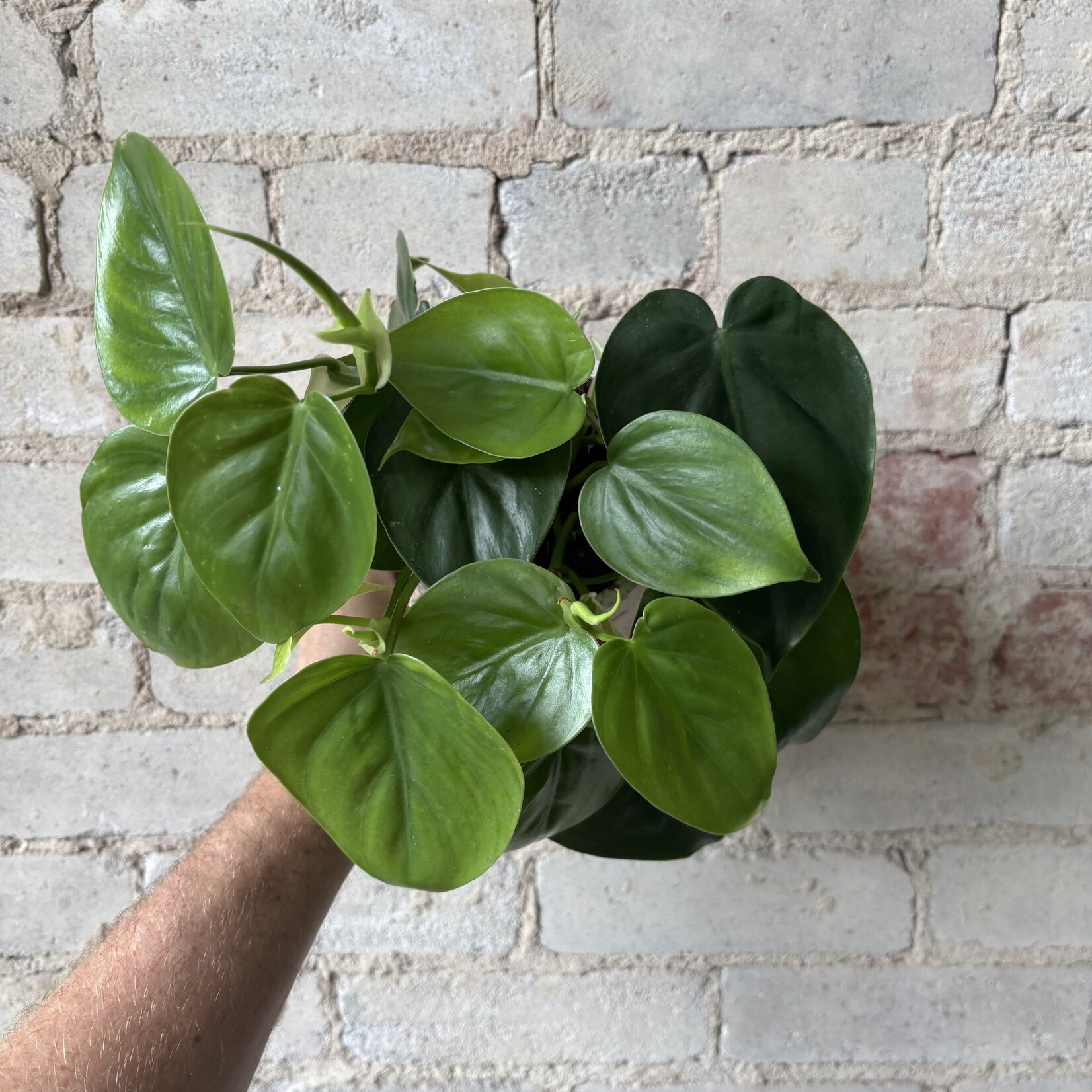 Philodendron Cordatum 4"