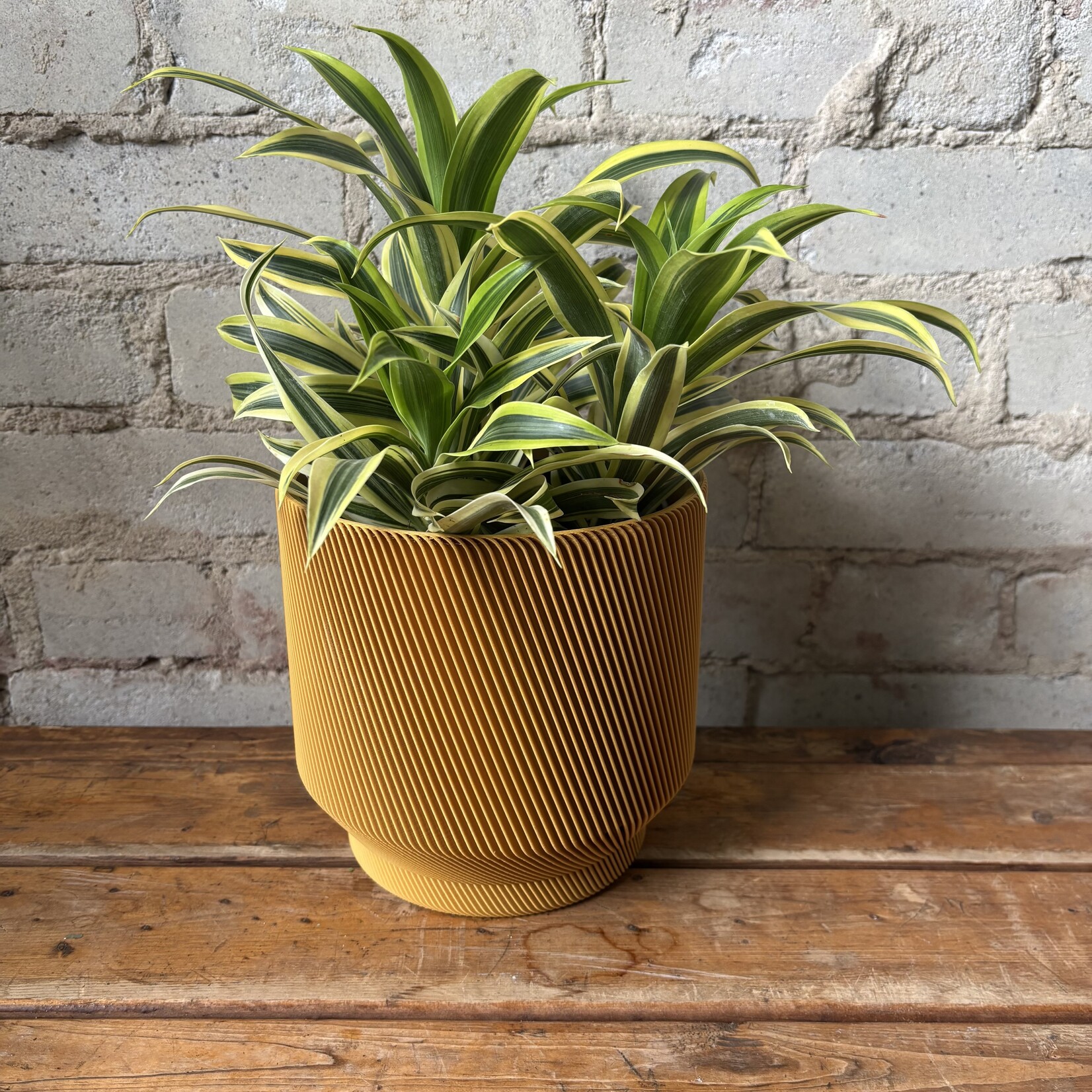 Dracaena Song of India 6"