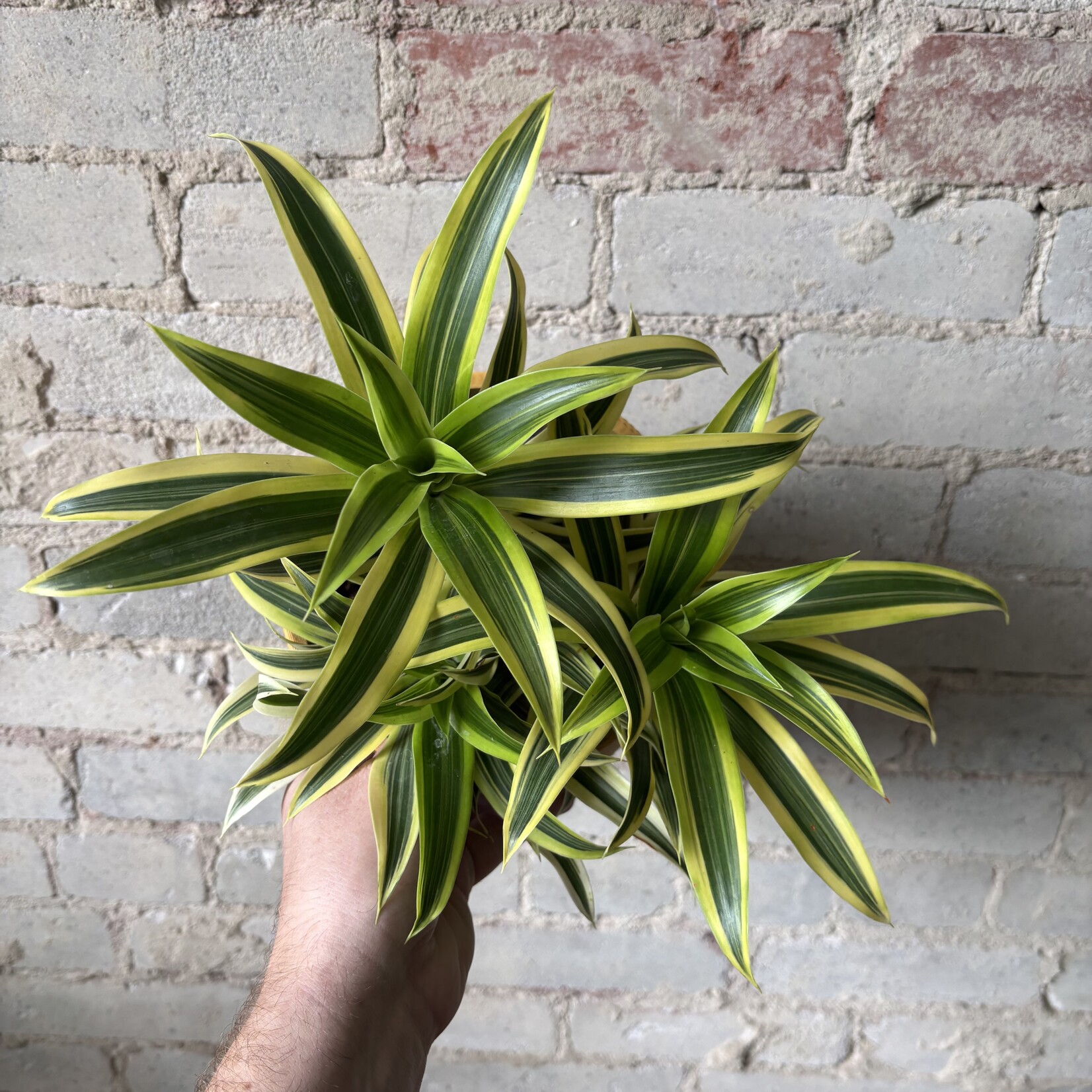 Dracaena Song of India 6"