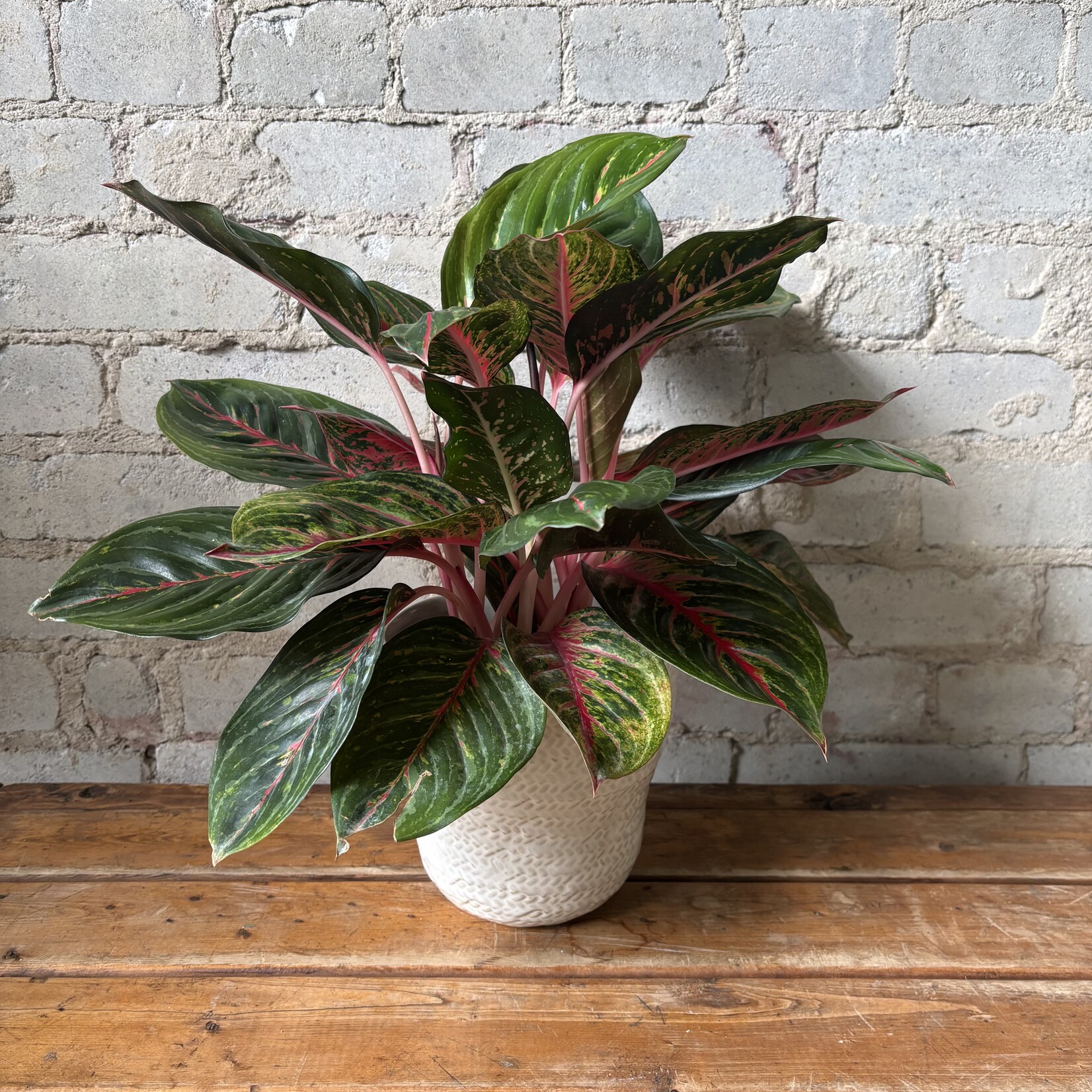 Aglaonema Ruby 6"