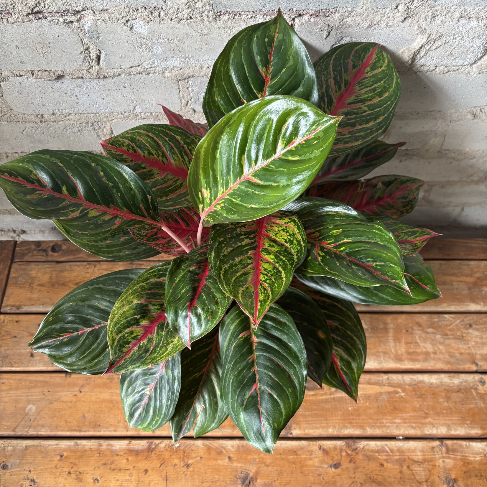 Aglaonema Ruby 6"