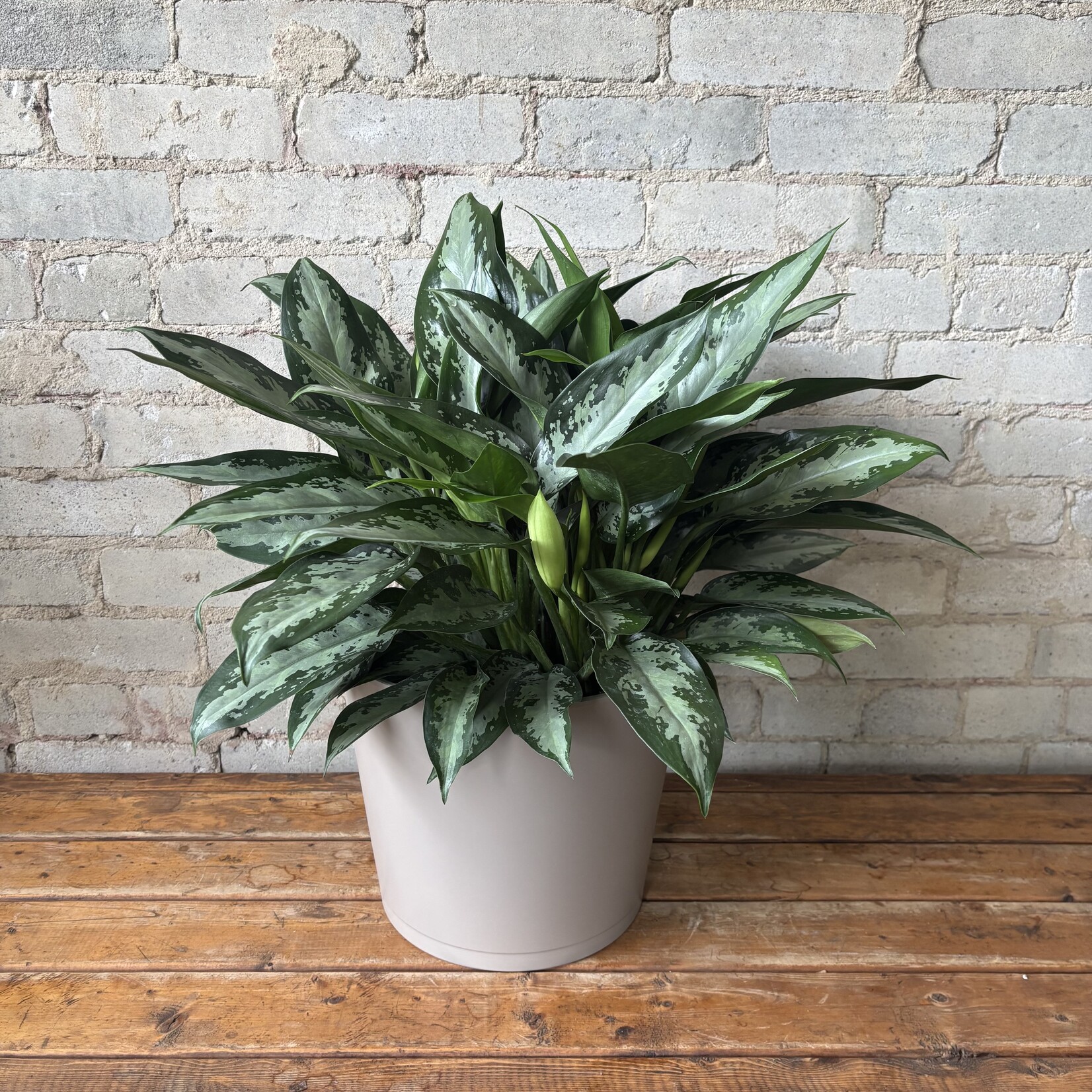 Aglaonema Diamond Bay 8"