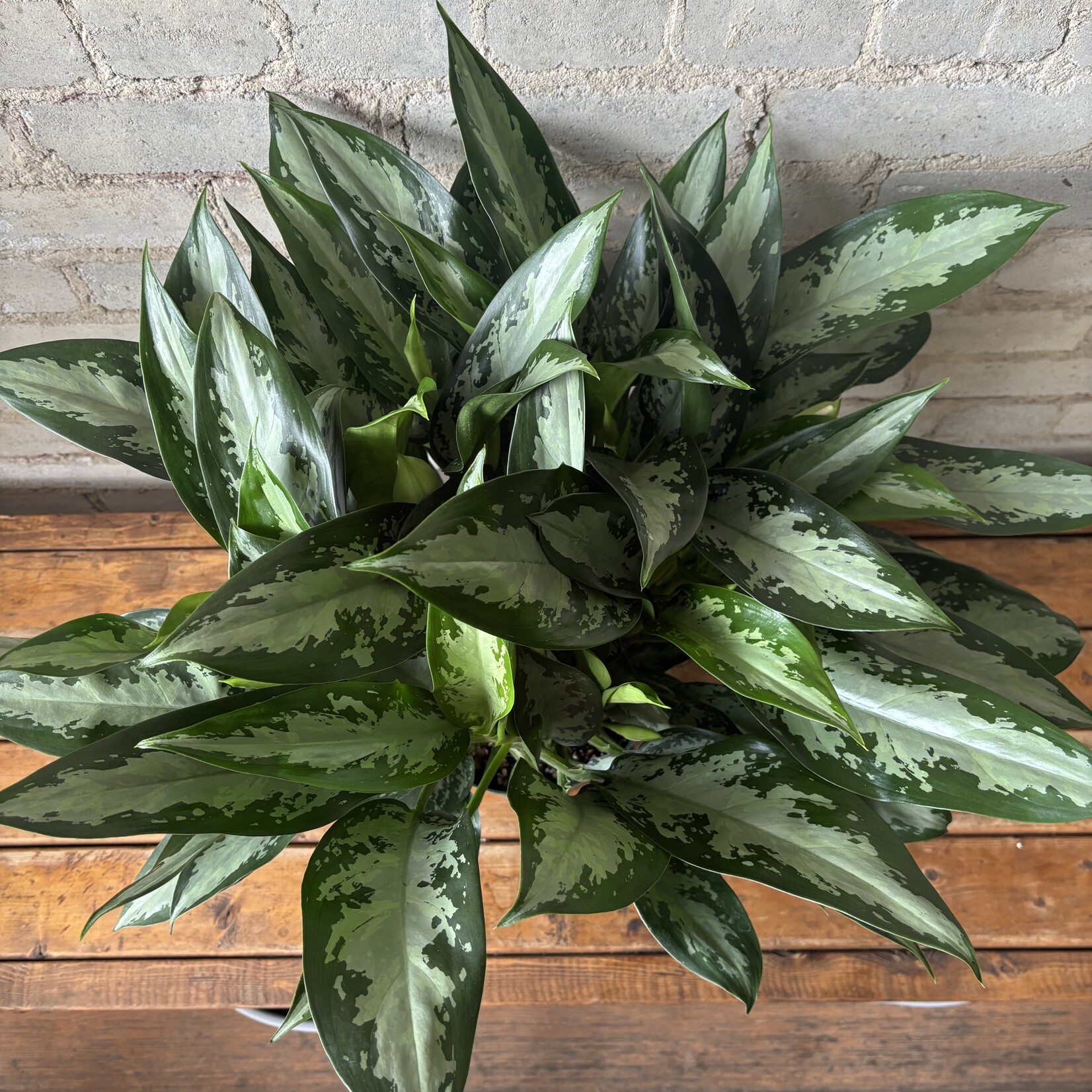 Aglaonema Diamond Bay 8"