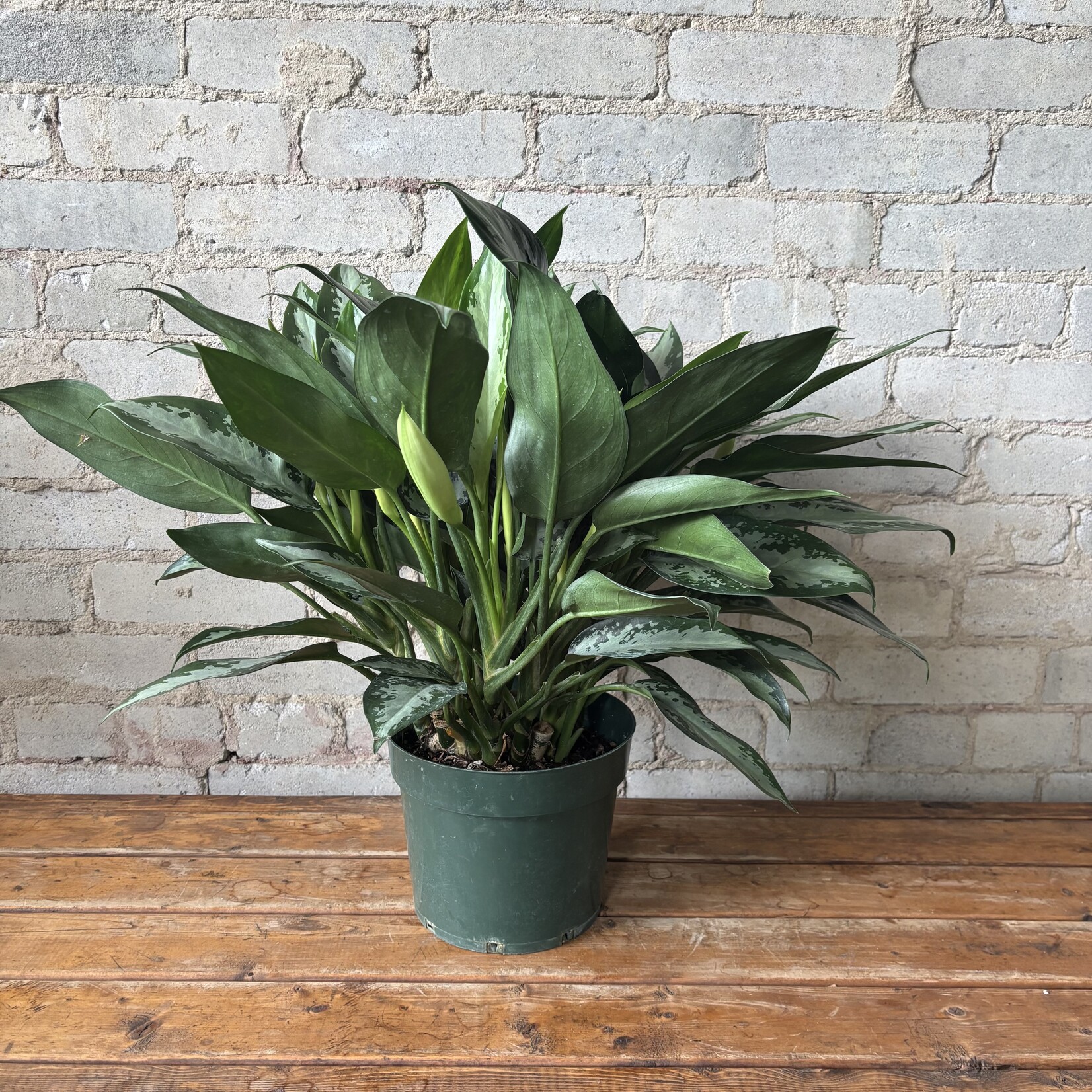 Aglaonema Diamond Bay 8"