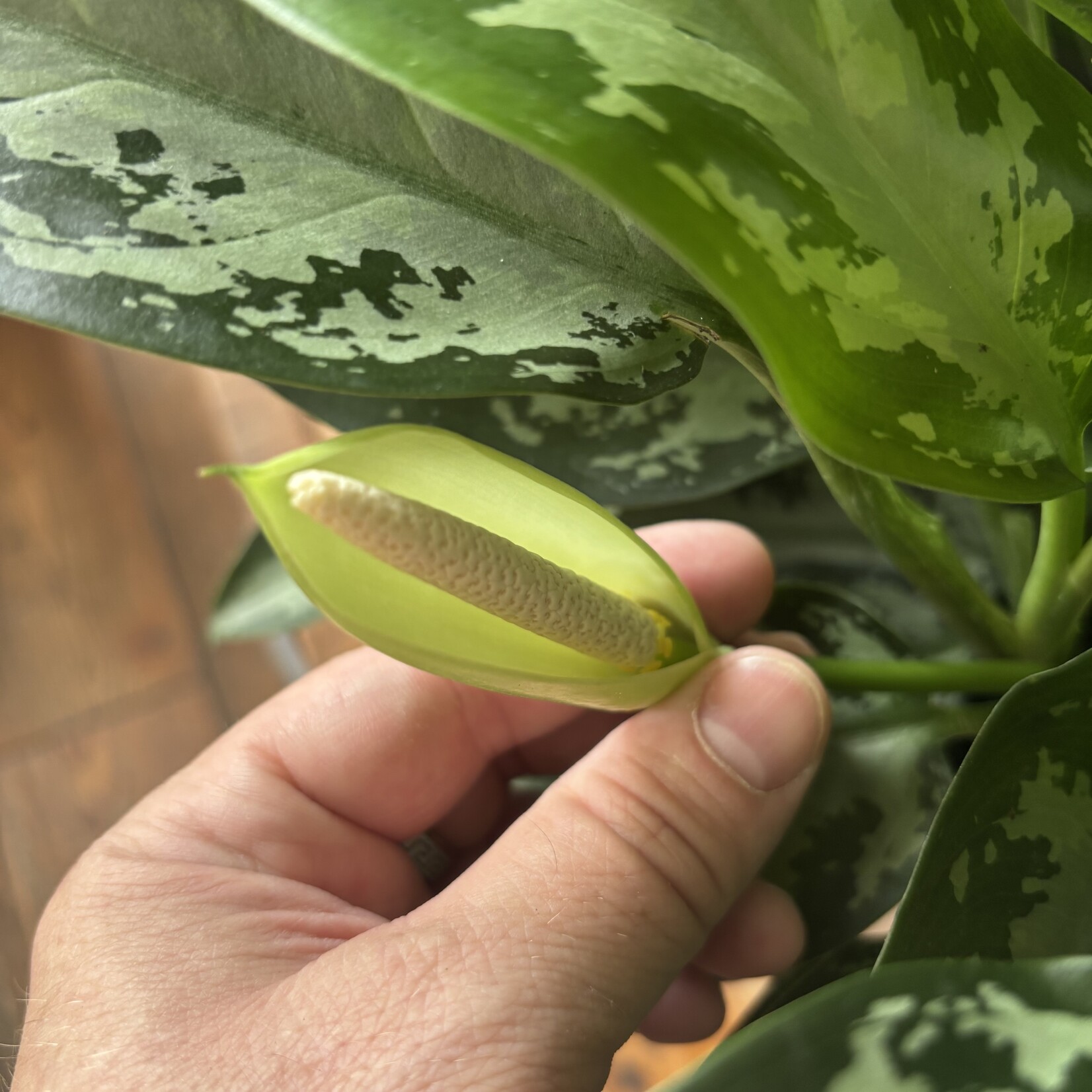 Aglaonema Diamond Bay 8"