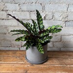 Calathea Lancifolia (Rattlesnake) 6"