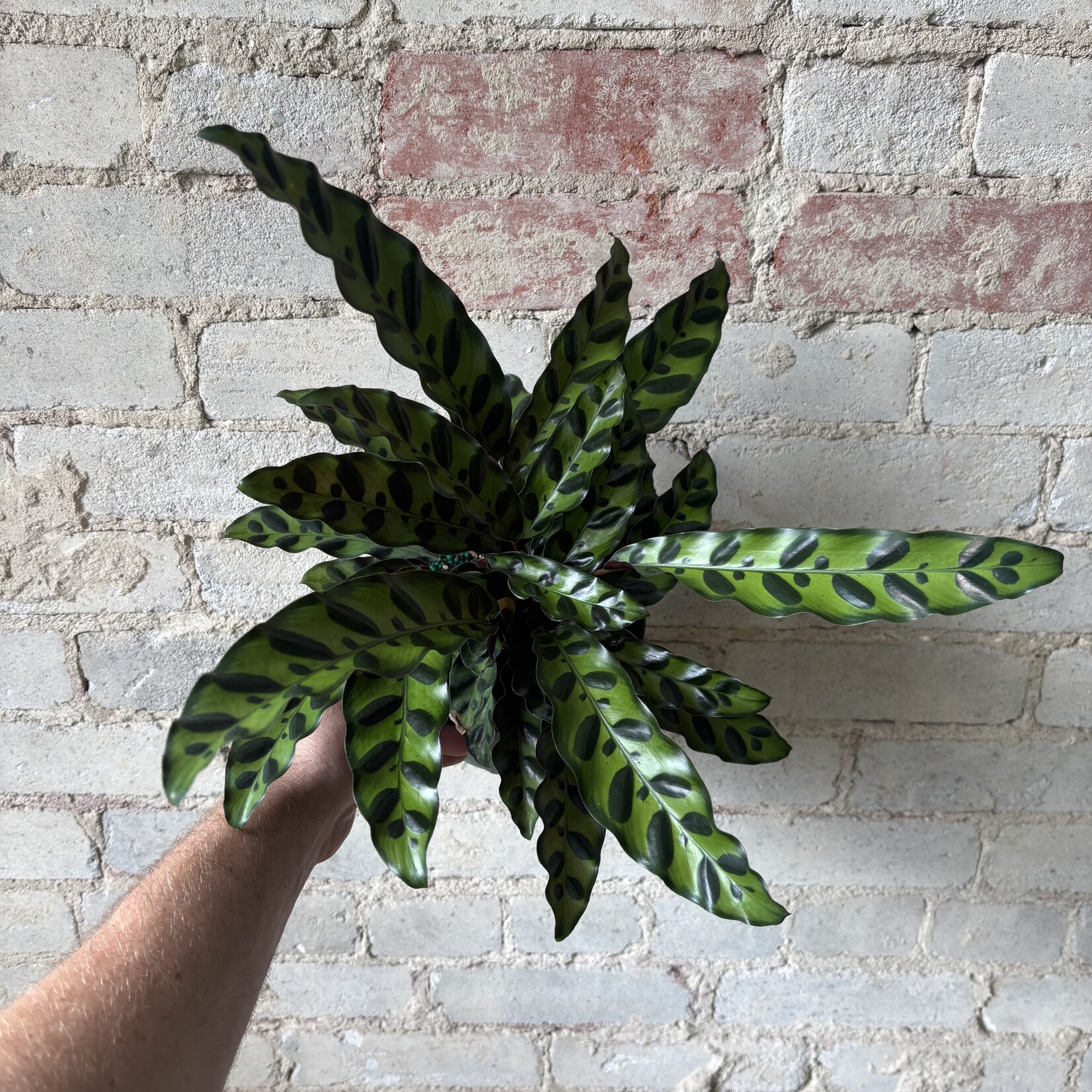 Calathea Lancifolia (Rattlesnake) 6"