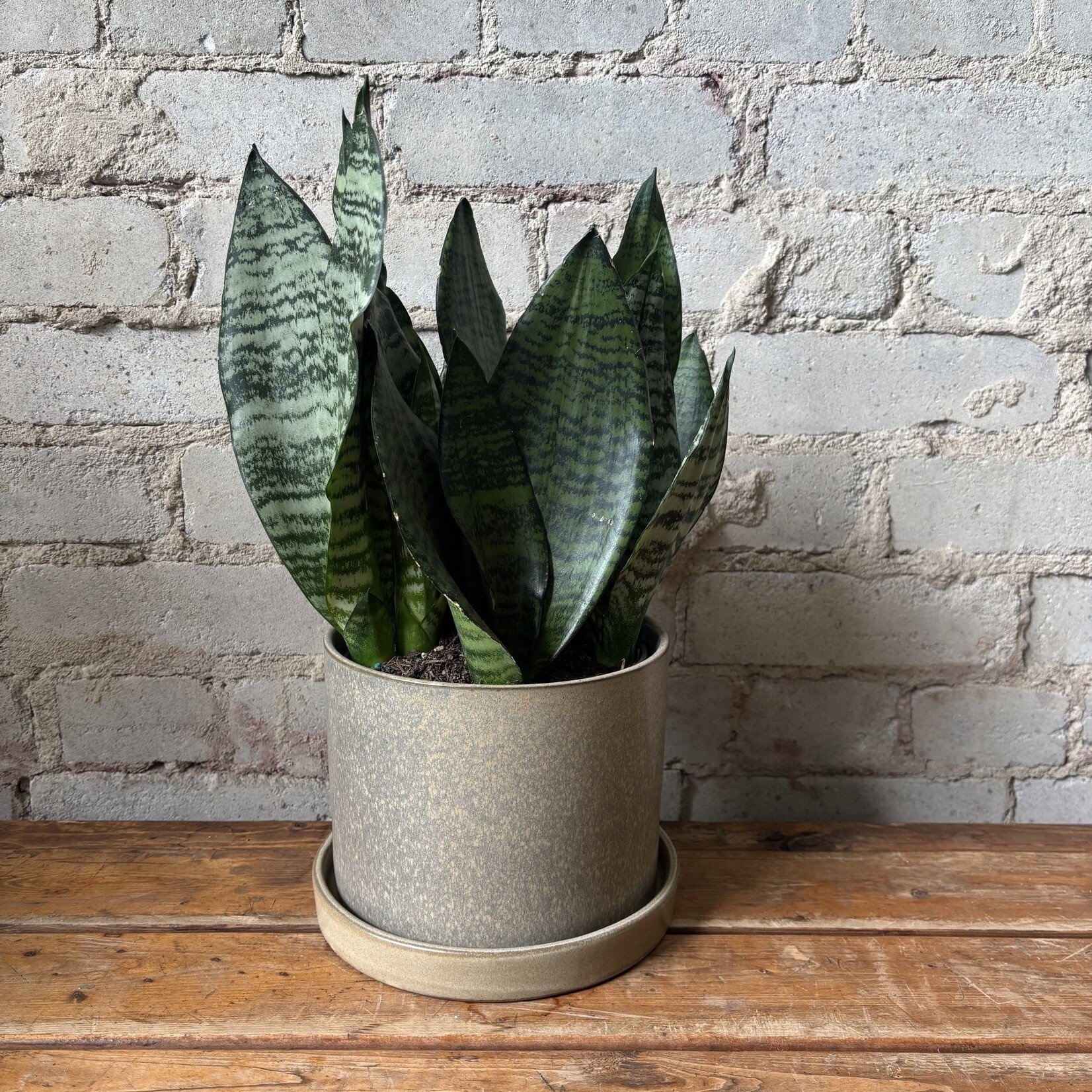 Sansevieria Superba Robusta 6"