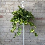 Golden Pothos Hi-Colour 8" HB