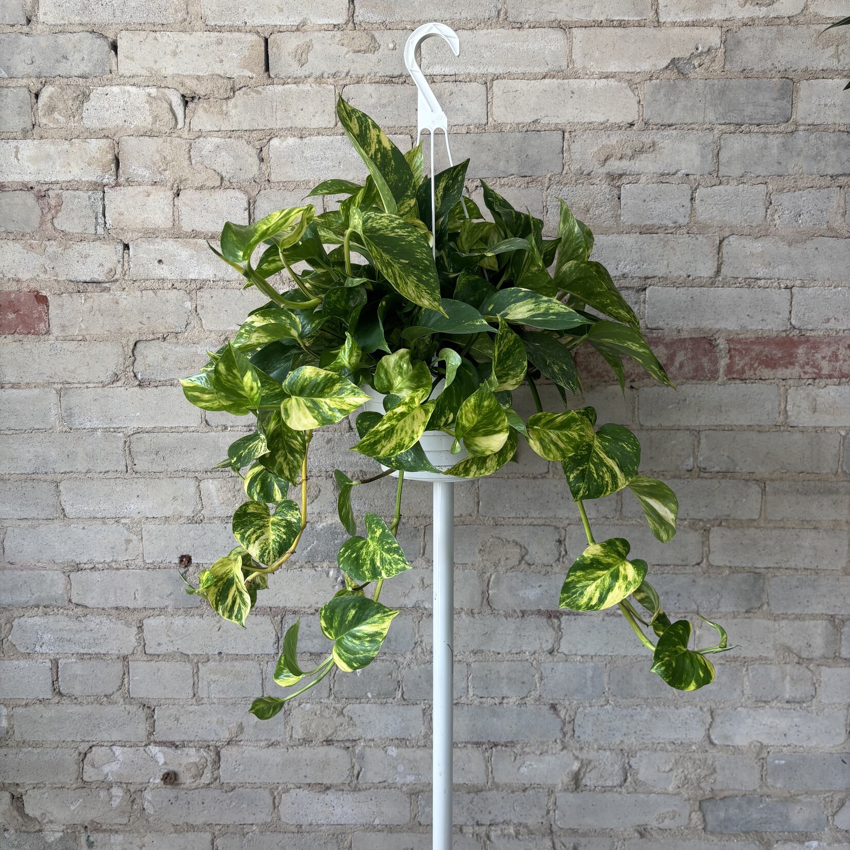 Golden Pothos Hi-Colour 8" HB