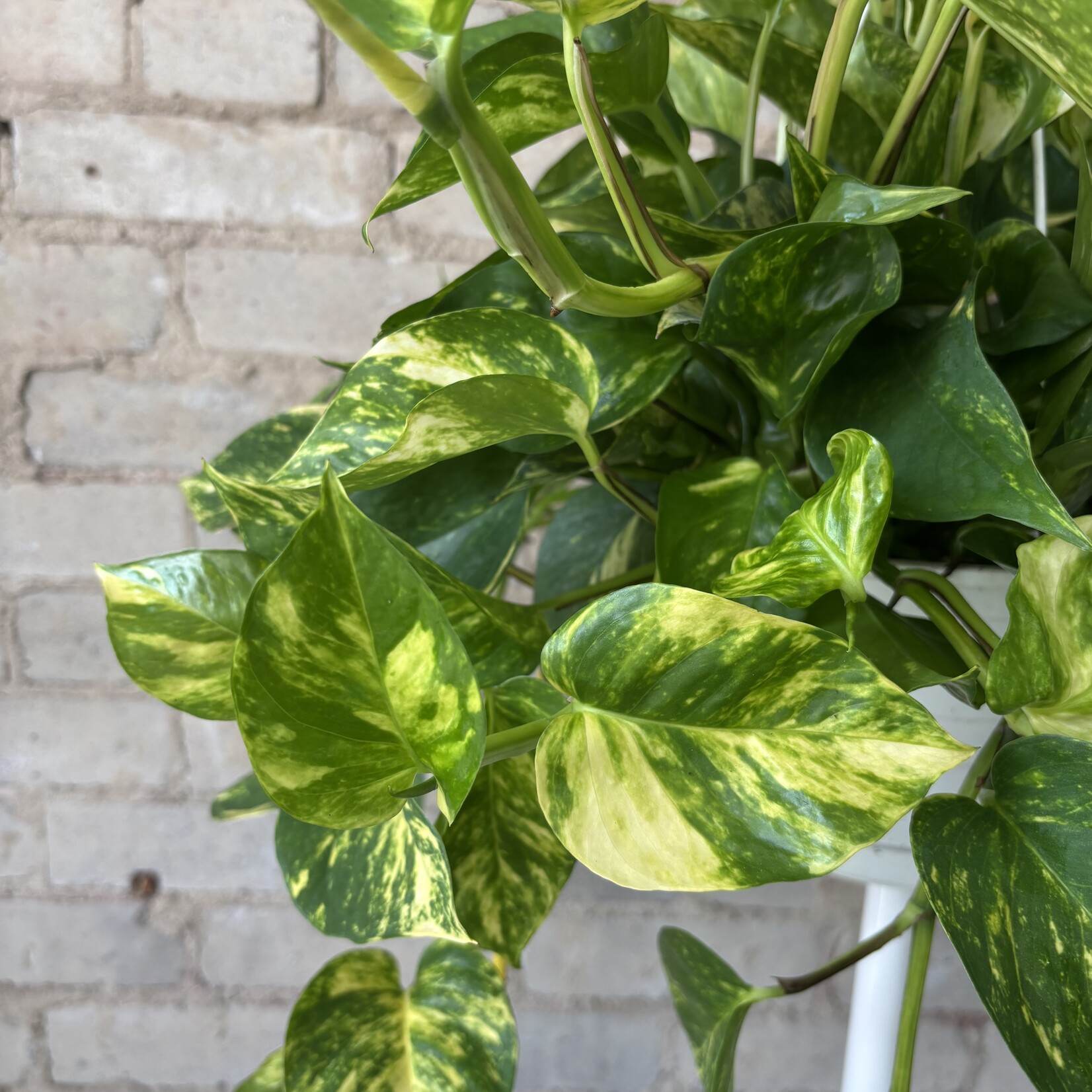 Golden Pothos Hi-Colour 8" HB