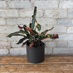 Croton 'Curly Boy' 5"