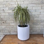 Dracaena Kiwi Bush 8"