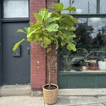 Ficus Lyrata Standard 14"