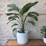 Strelitzia Bird of Paradise 12"