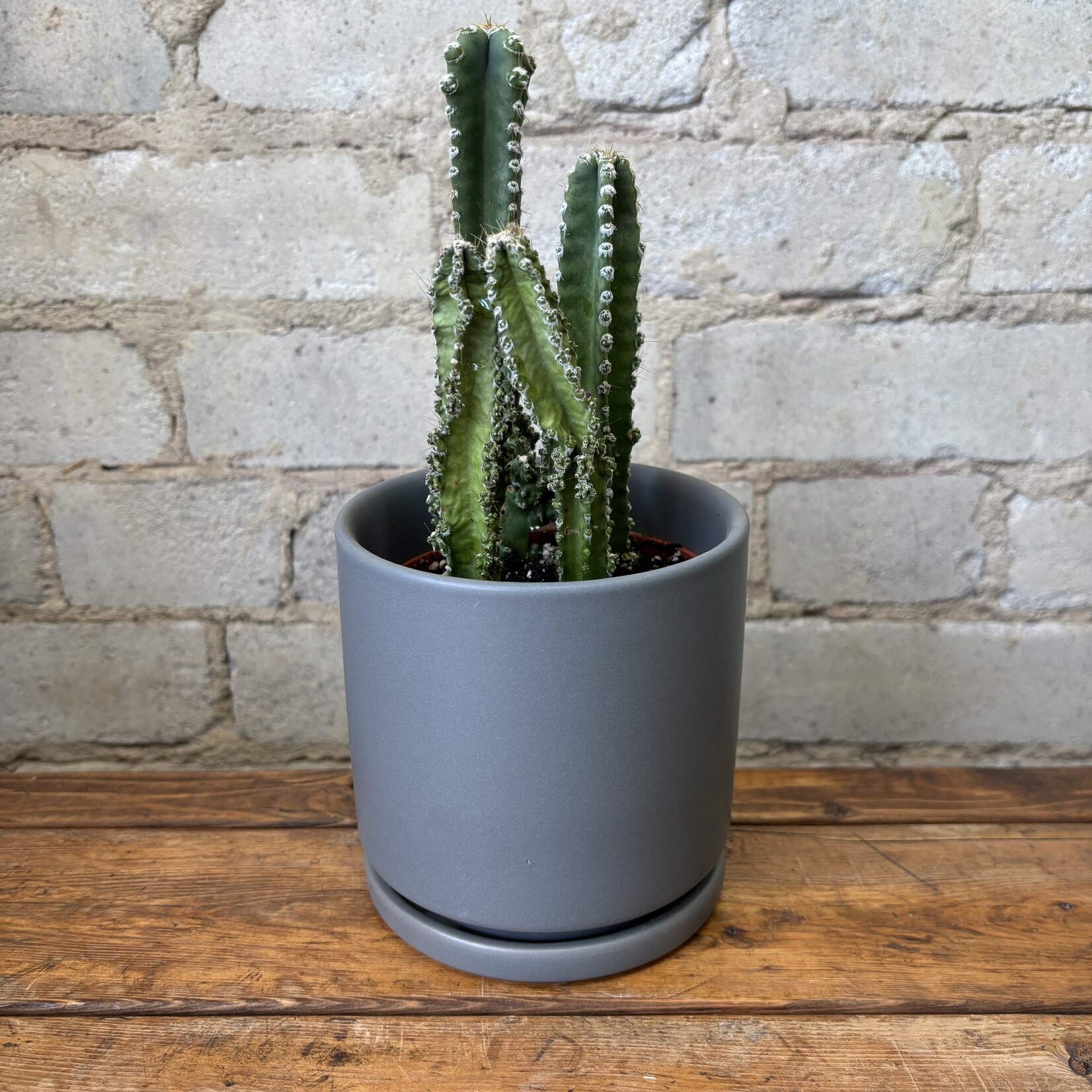 Fairy Castle Cactus 4"