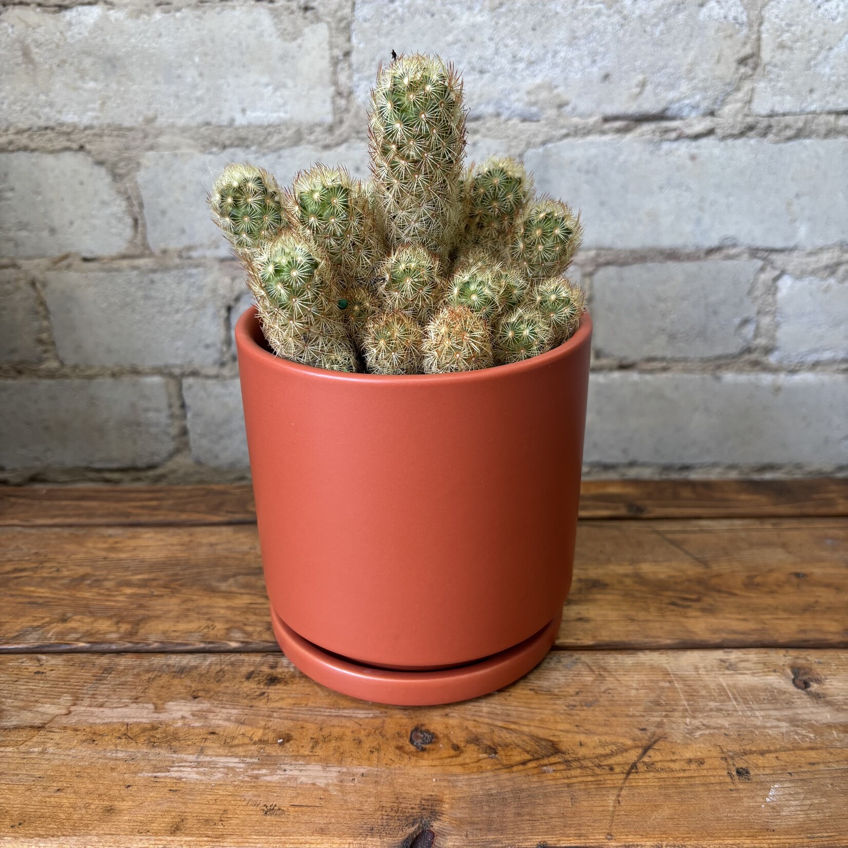 Golden Lace Cactus 4"