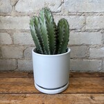 Chichipe Cactus 4"