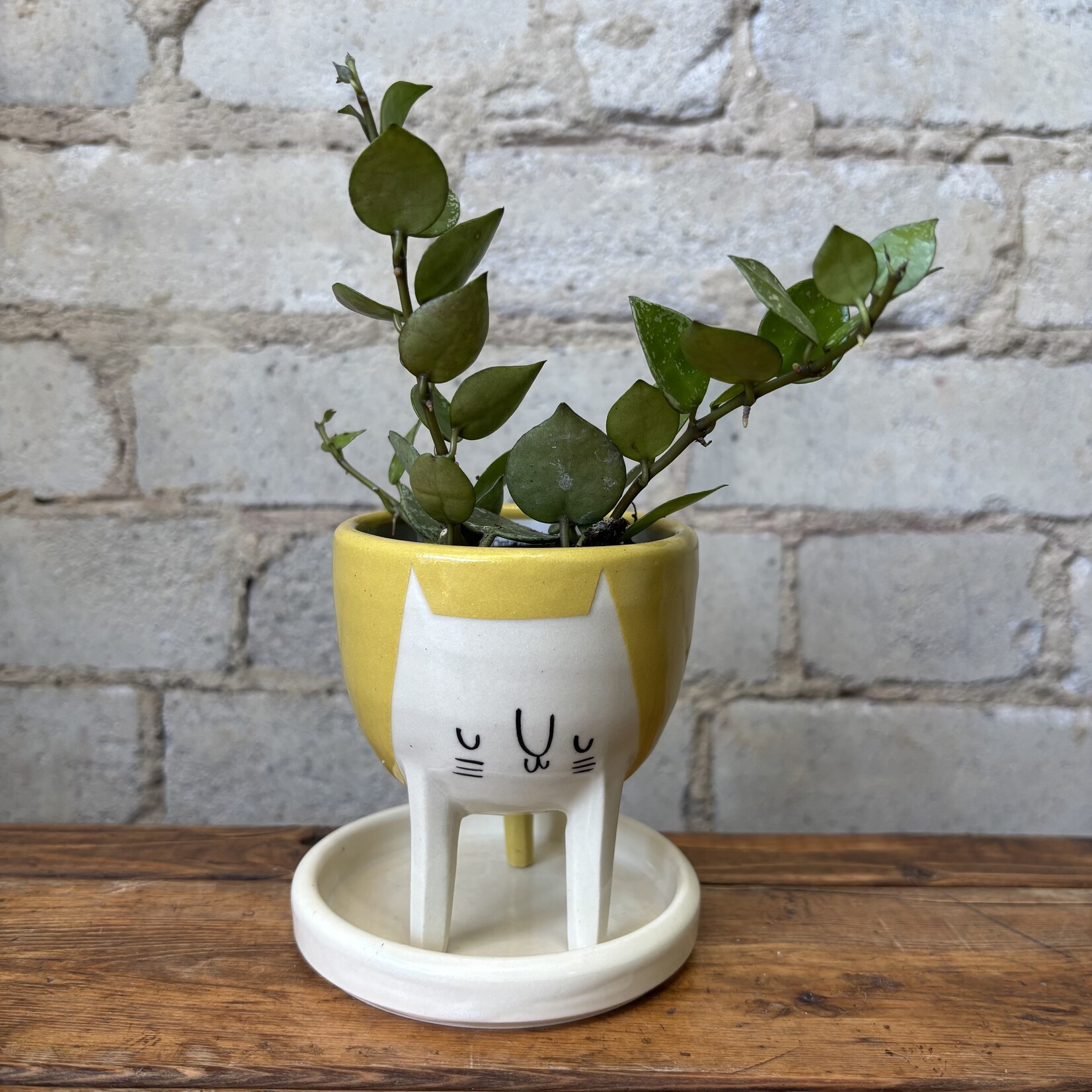 Hoya Krohniana Splash 2.5"