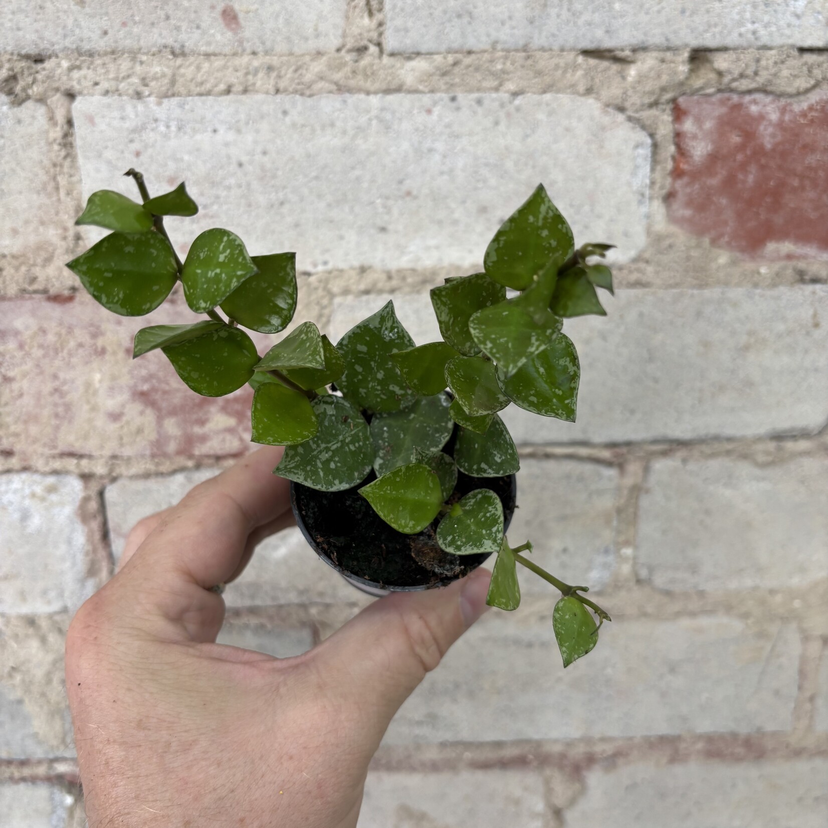 Hoya Krohniana Splash 2.5"