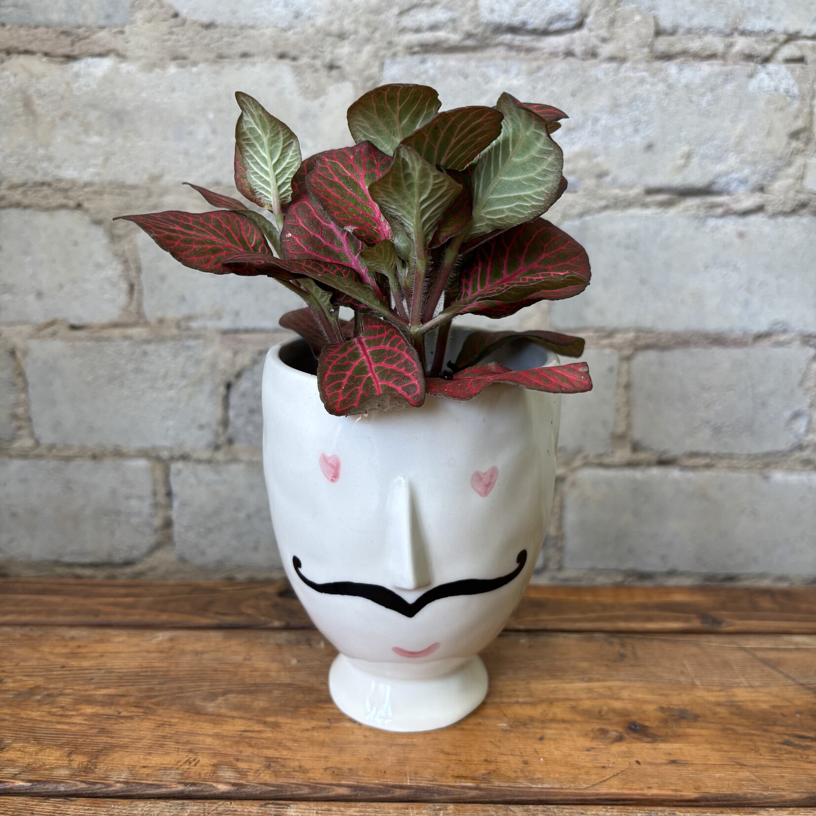 Fittonia Red Angel 3"