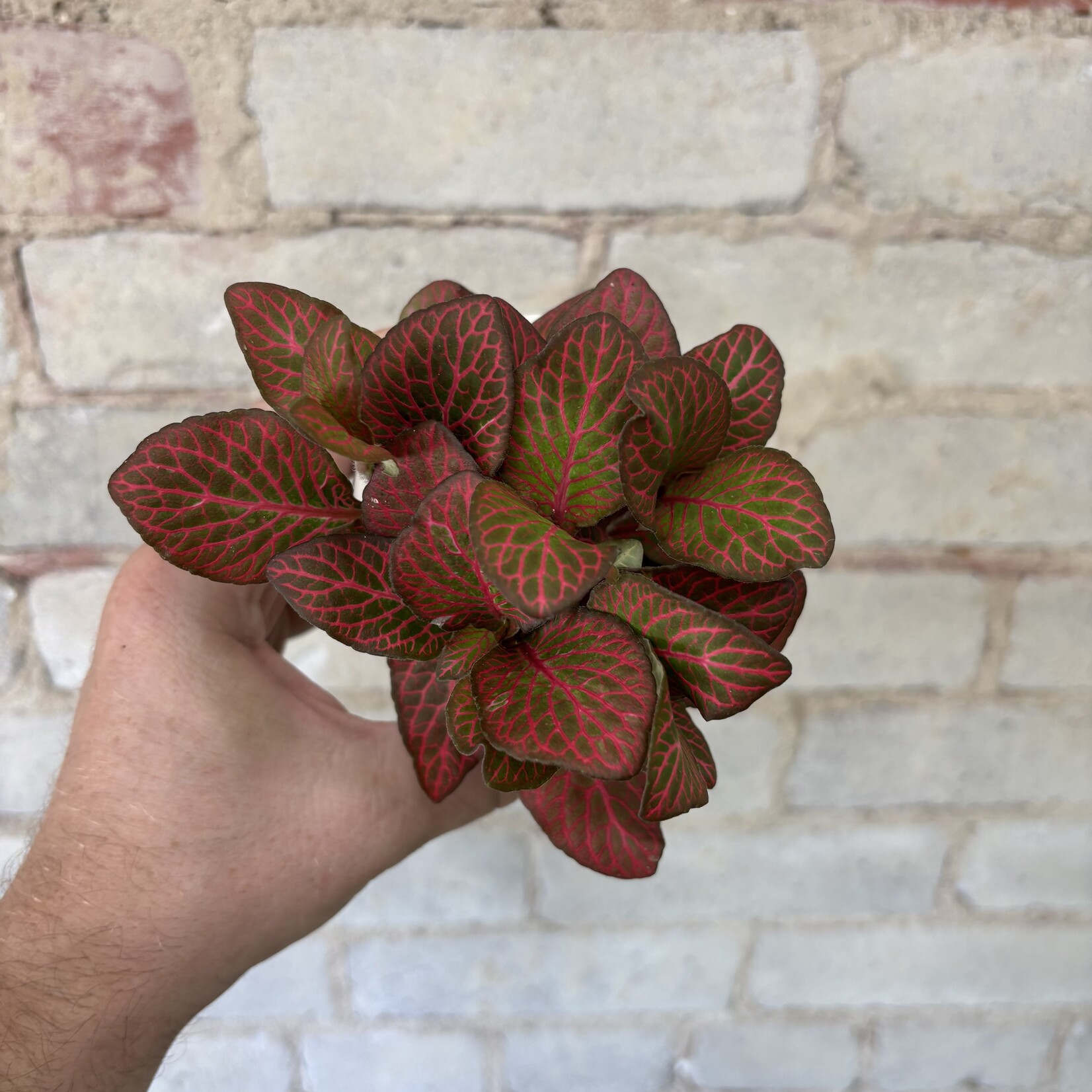 Fittonia Red Angel 3"