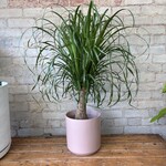 Ponytail Palm 7"