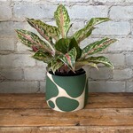 Aglaonema Sparkling Sarah 5"