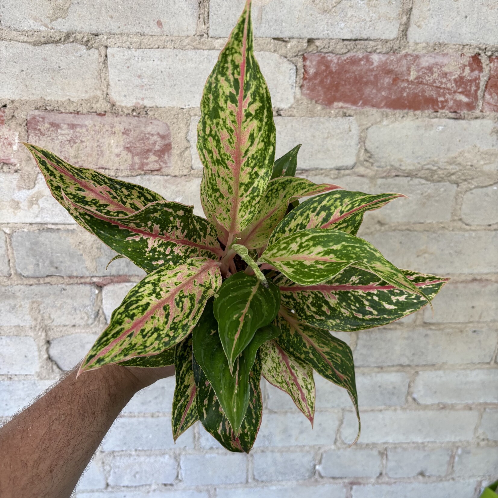 Aglaonema Sparkling Sarah 5"