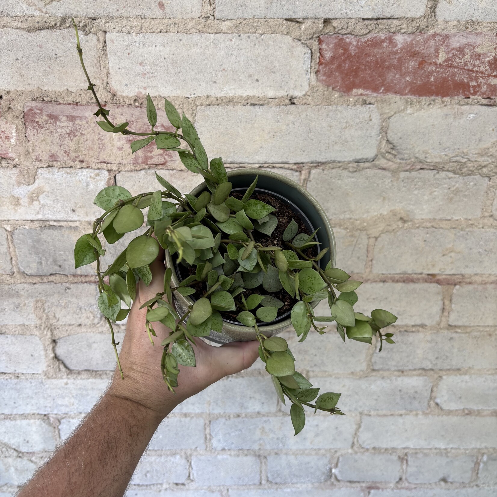 Hoya Krohniana Silver 5"
