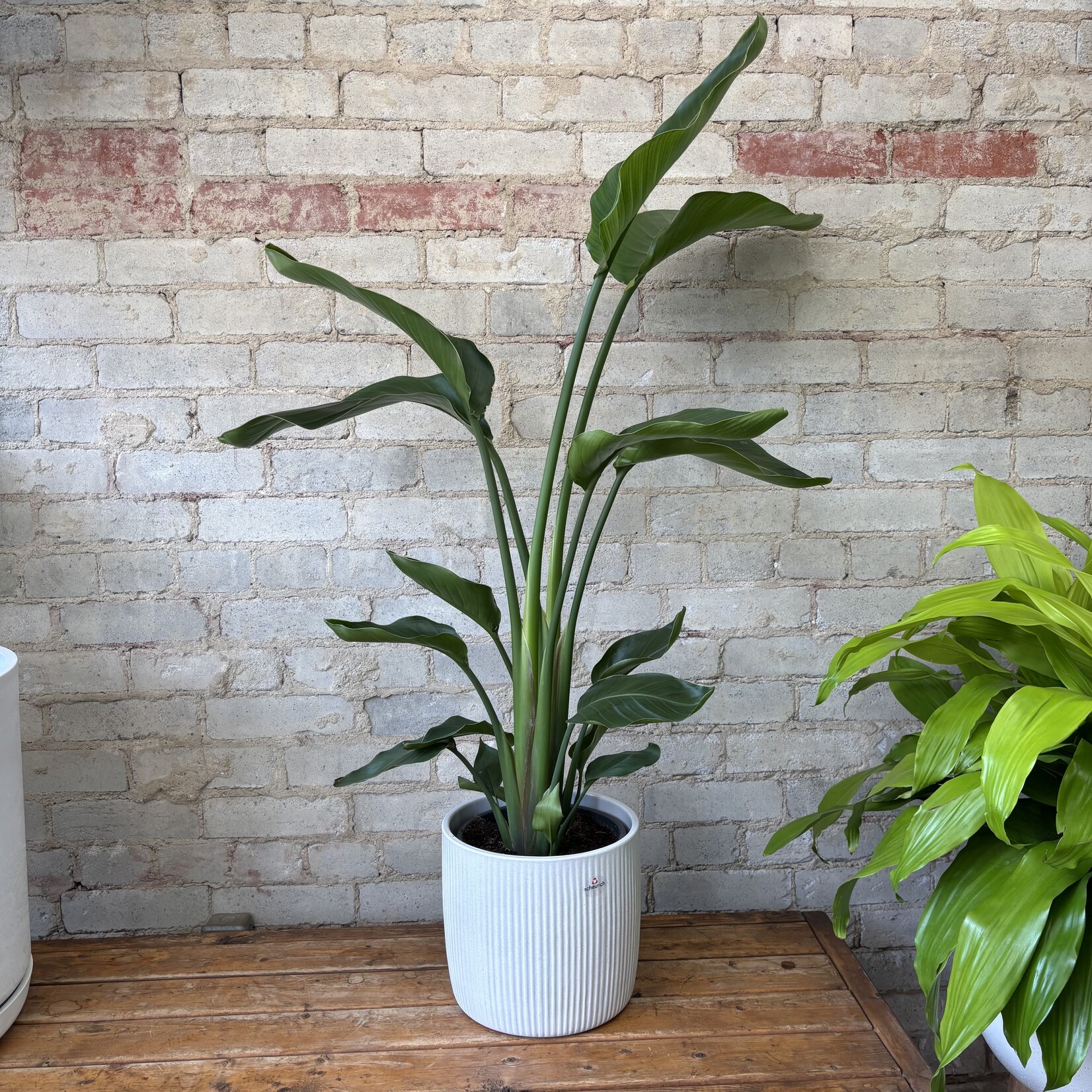 Bird of Paradise (Strelizia Nicolia) 8"