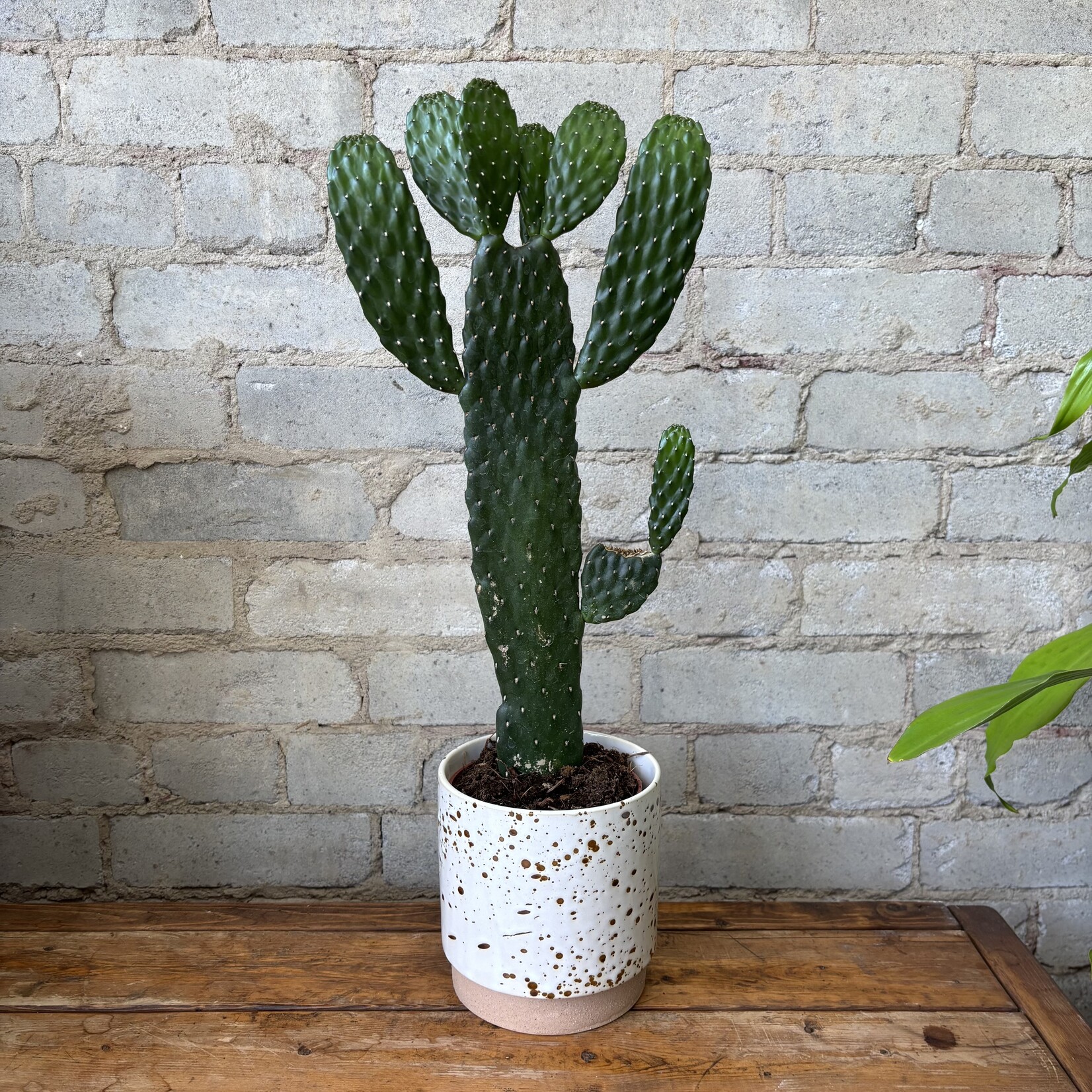 Cowboy / Cartoon Cactus 5"