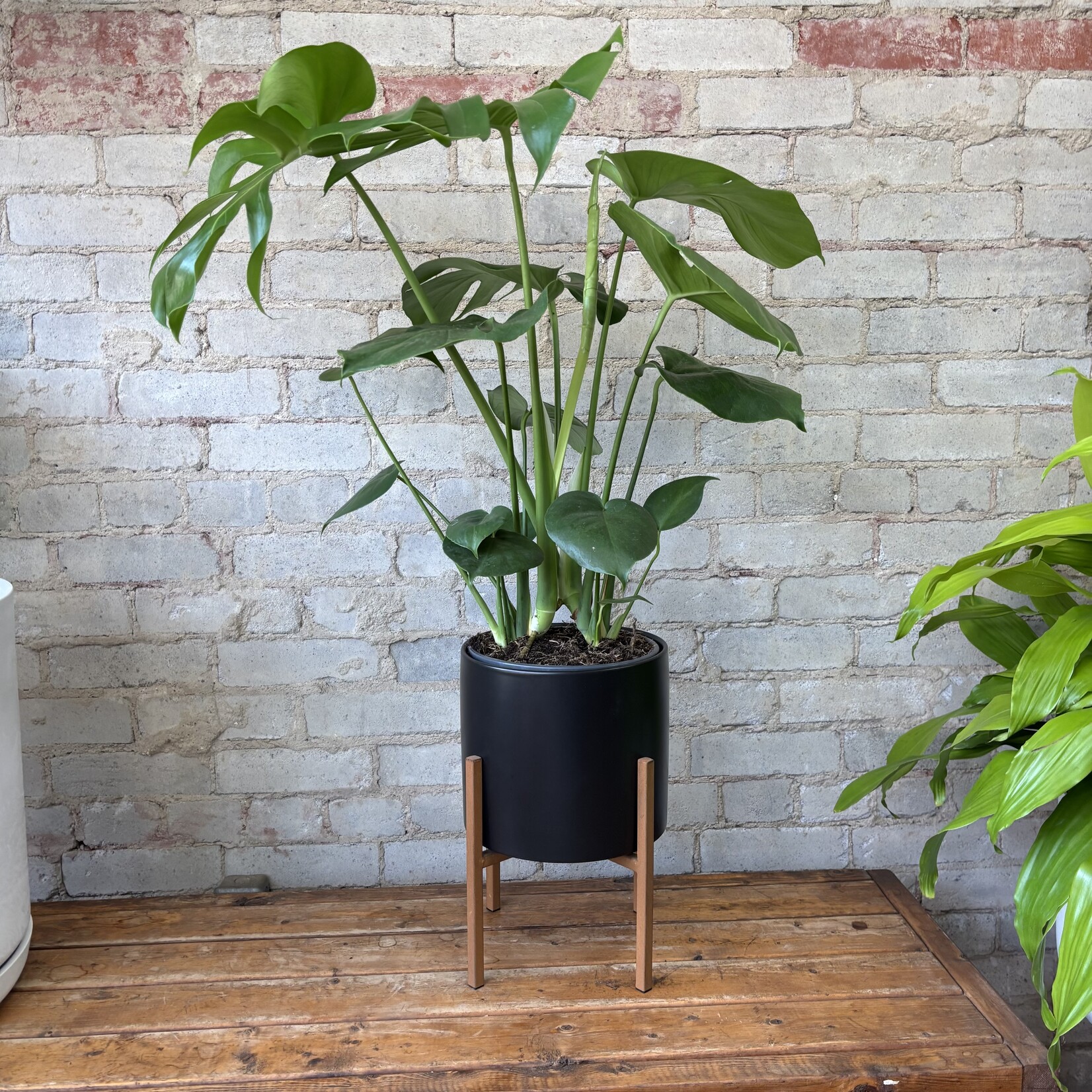 Monstera Deliciosa 8"