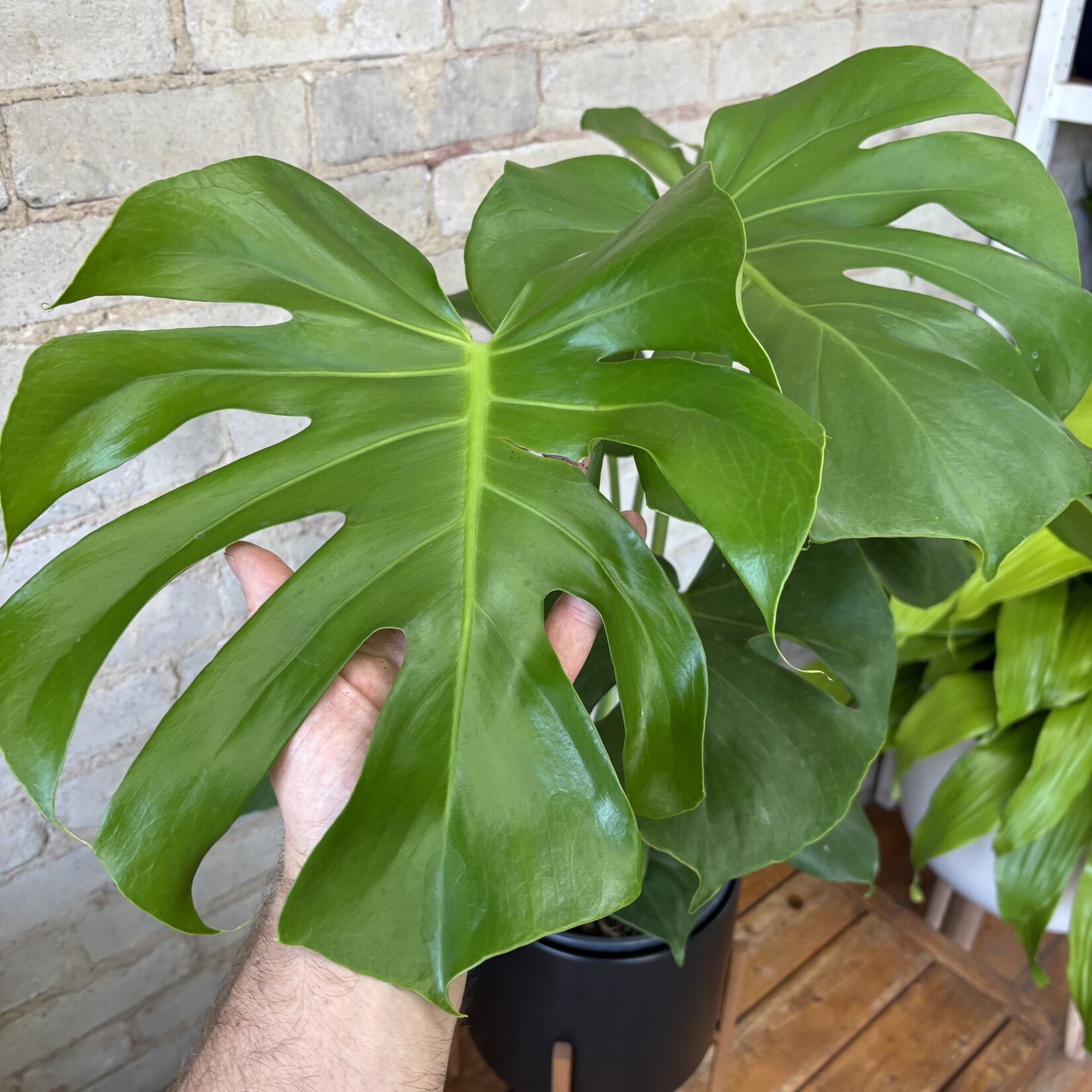 Monstera Deliciosa 8"