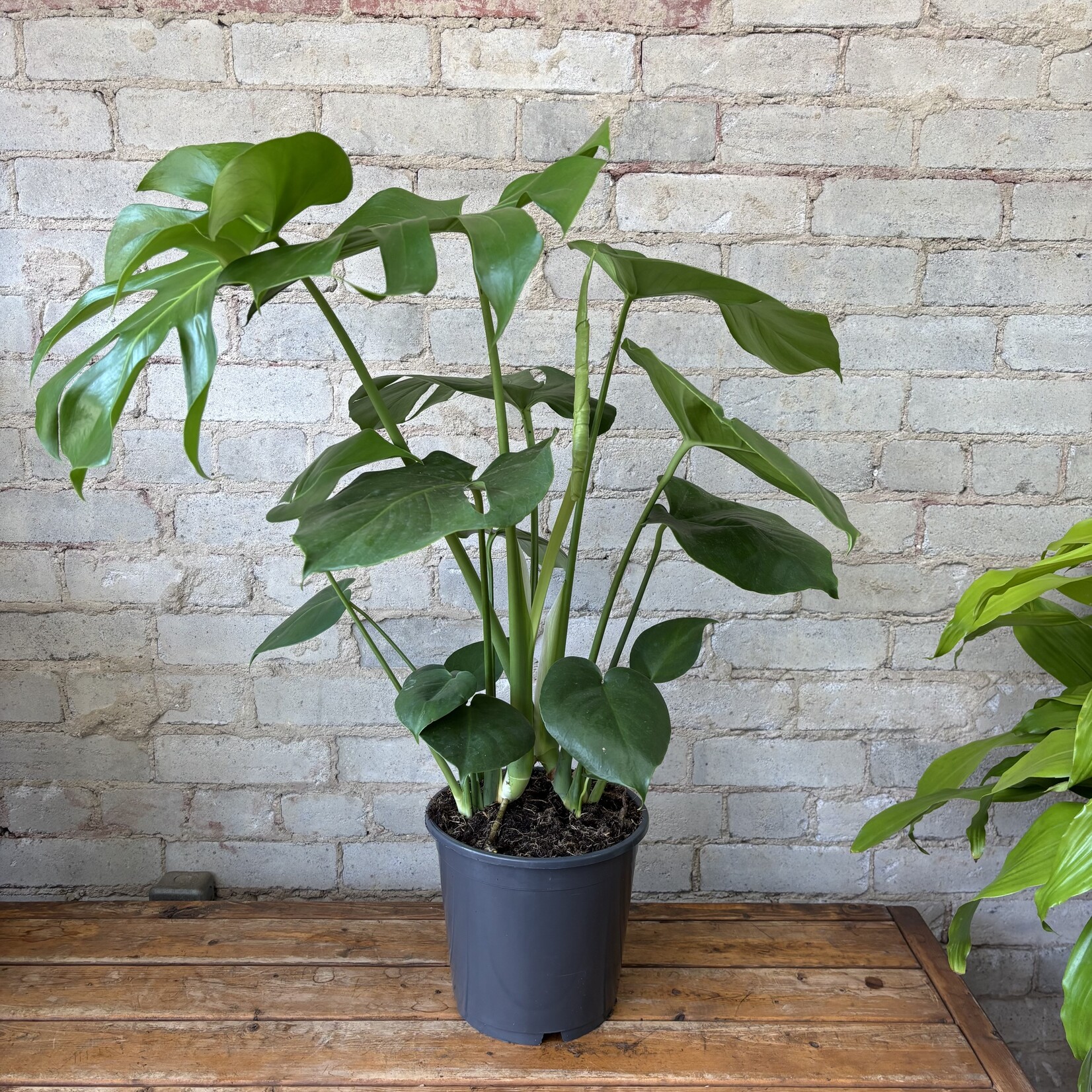 Monstera Deliciosa 8"