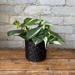 Philodendron Silver Stripe 4"