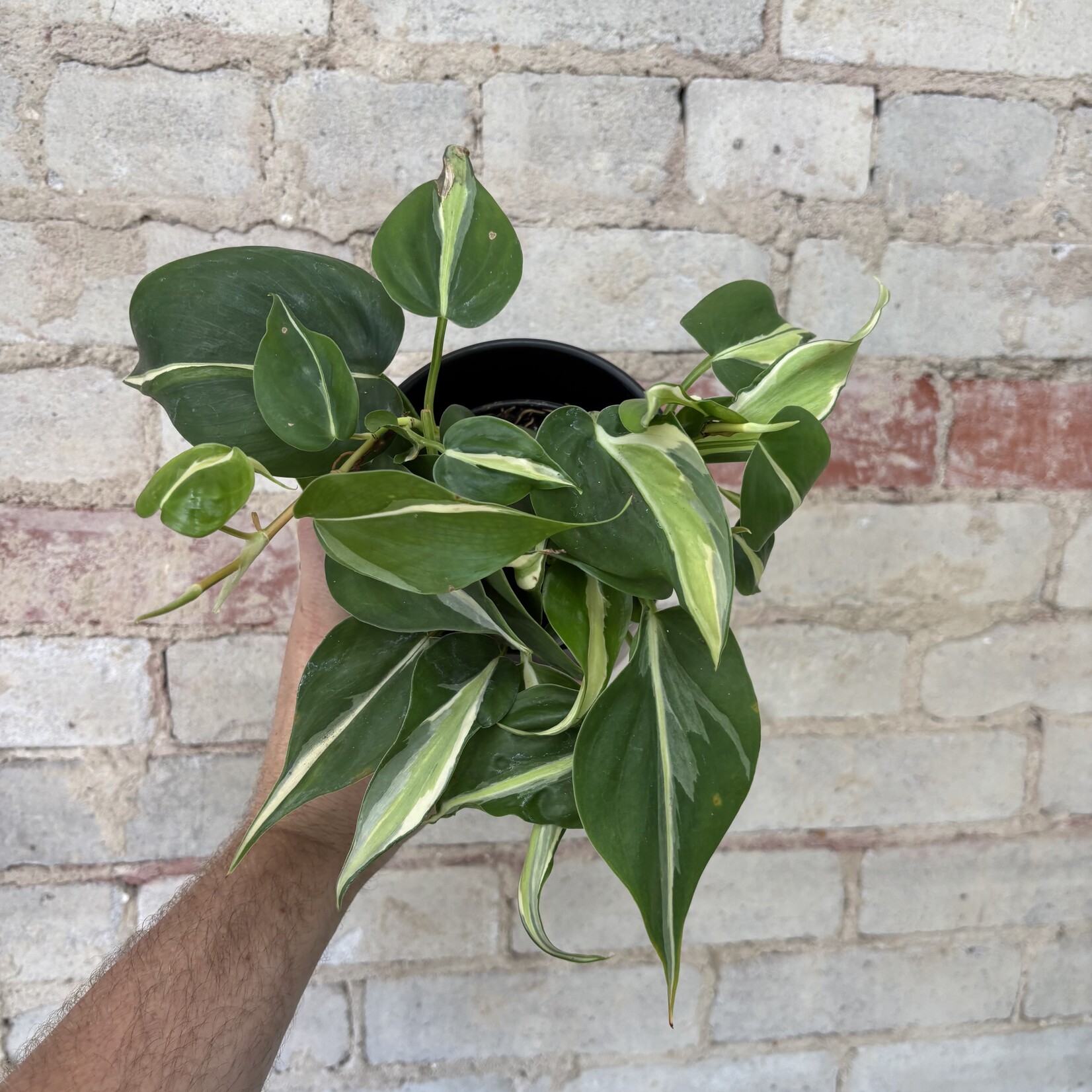 Philodendron Silver Stripe 4"
