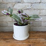 Tradescantia Nanouk 5"