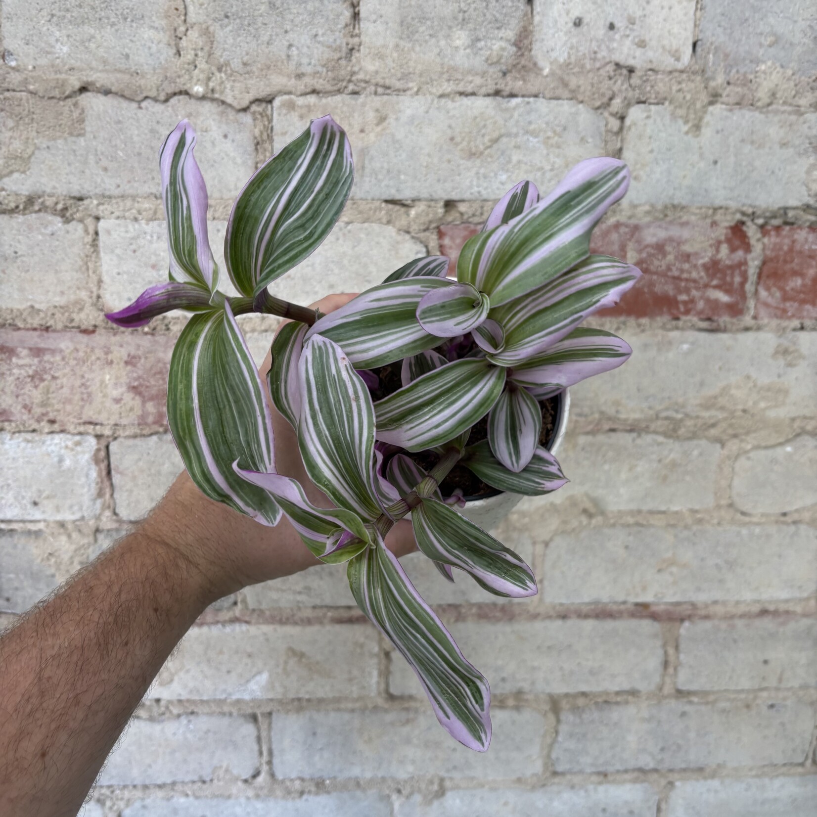 Tradescantia Nanouk 5"