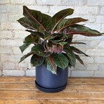 Aglaonema Ruby 8"