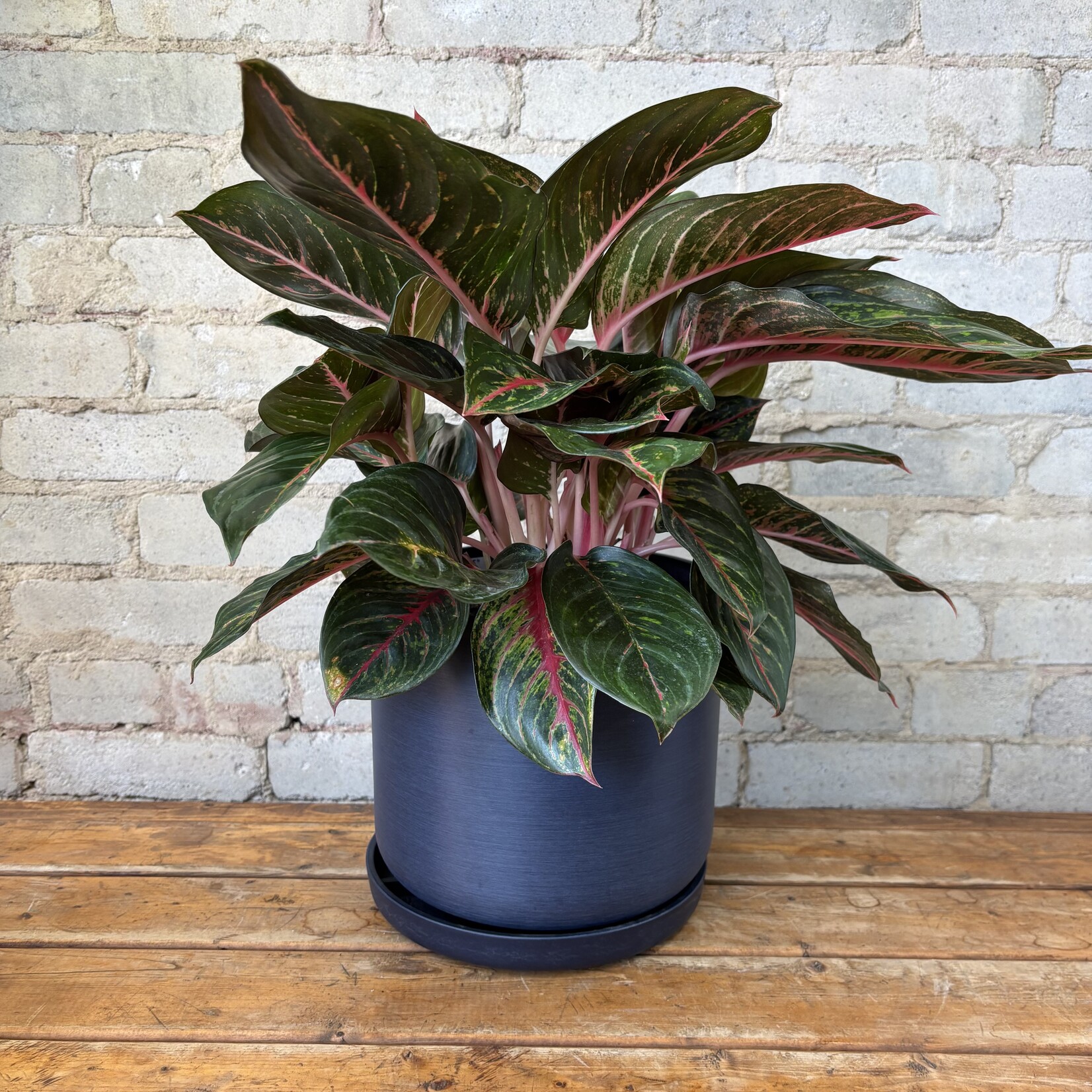 Aglaonema Ruby 8"
