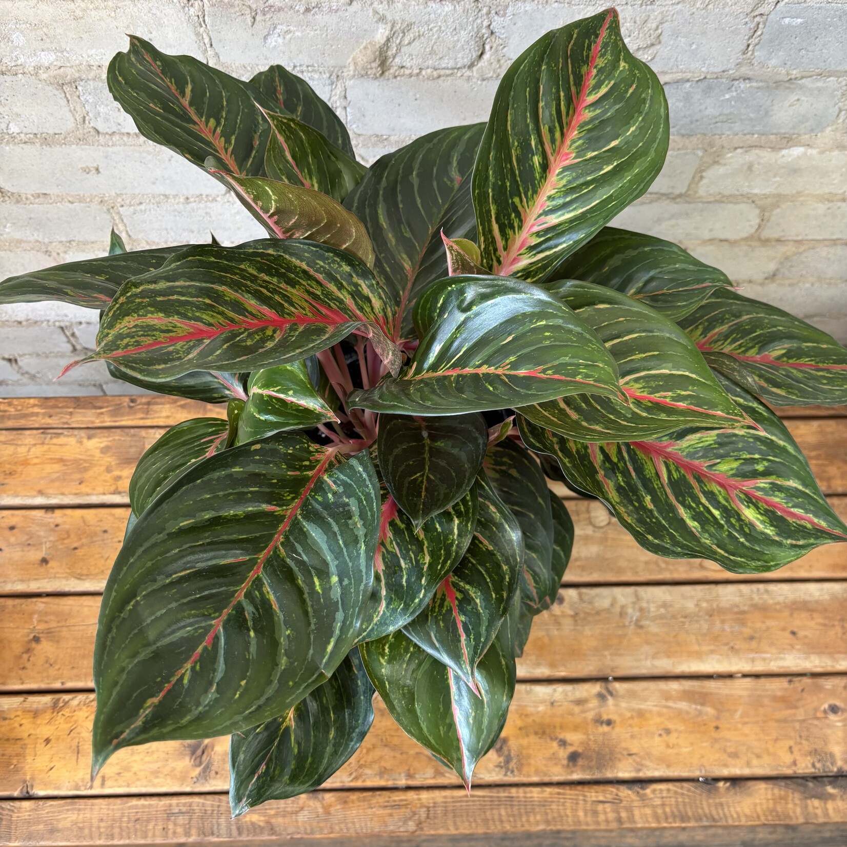 Aglaonema Ruby 8"