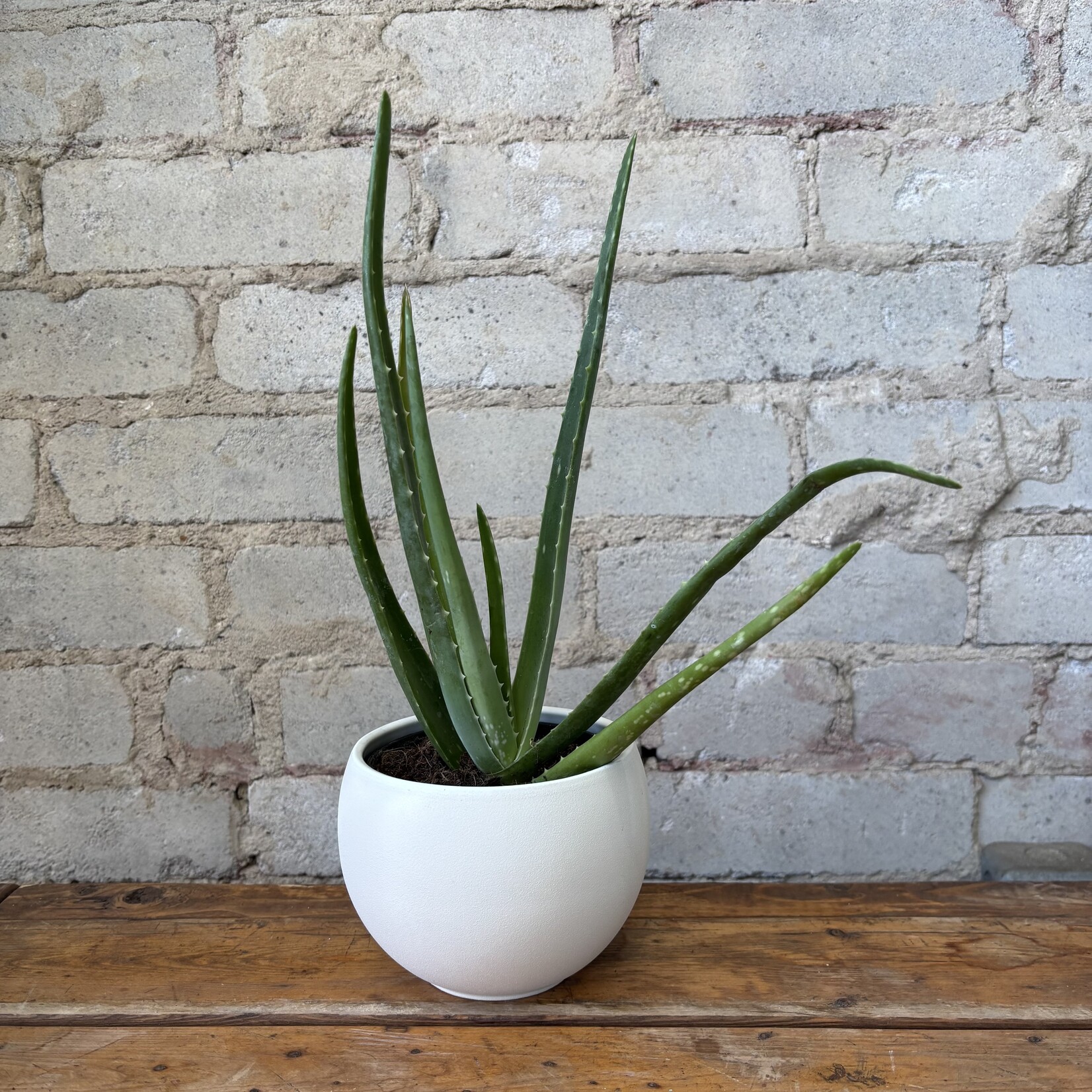 Aloe Vera 4"