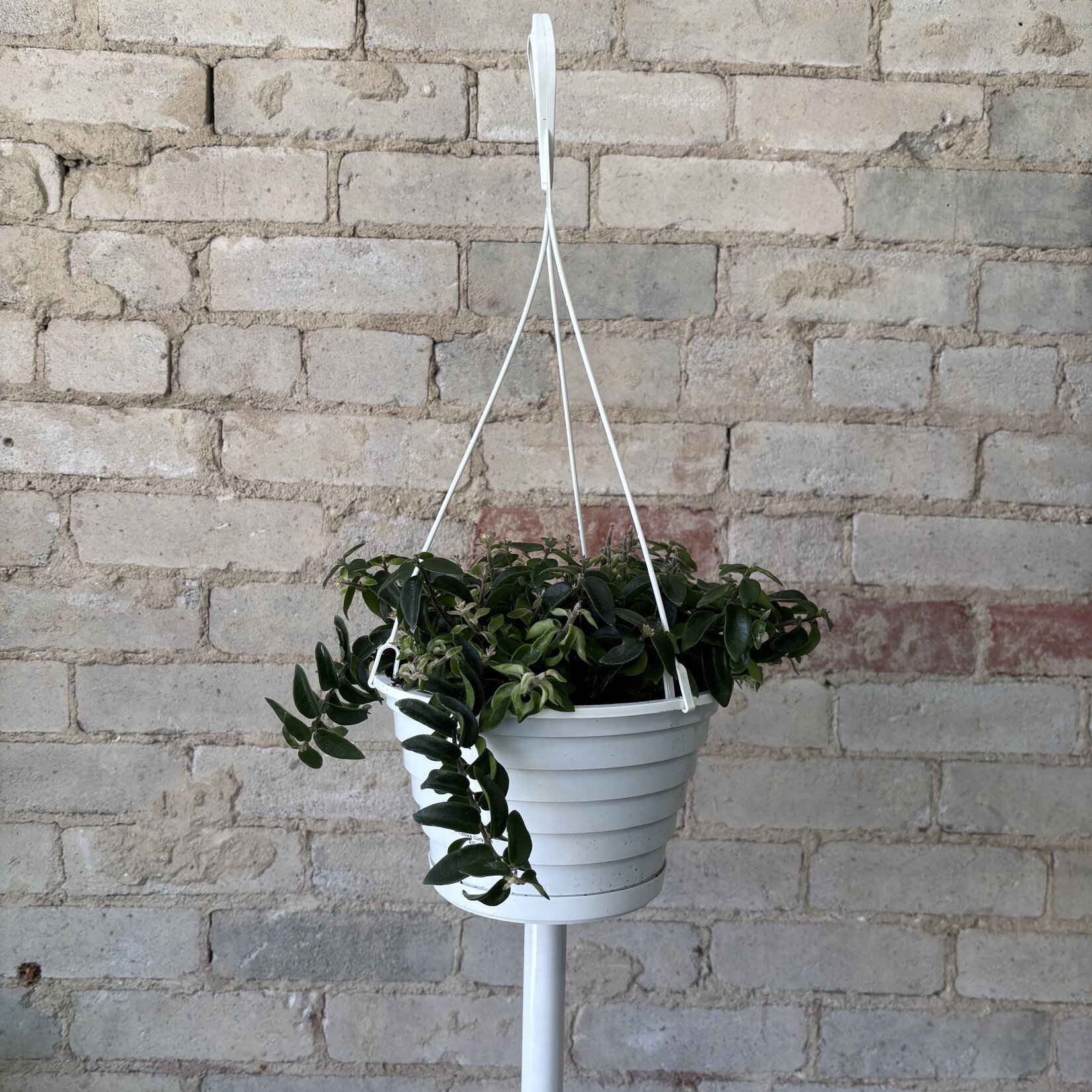 Curly Lipstick 8" HB