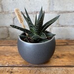 Gasteria (Succulent) 2.5"