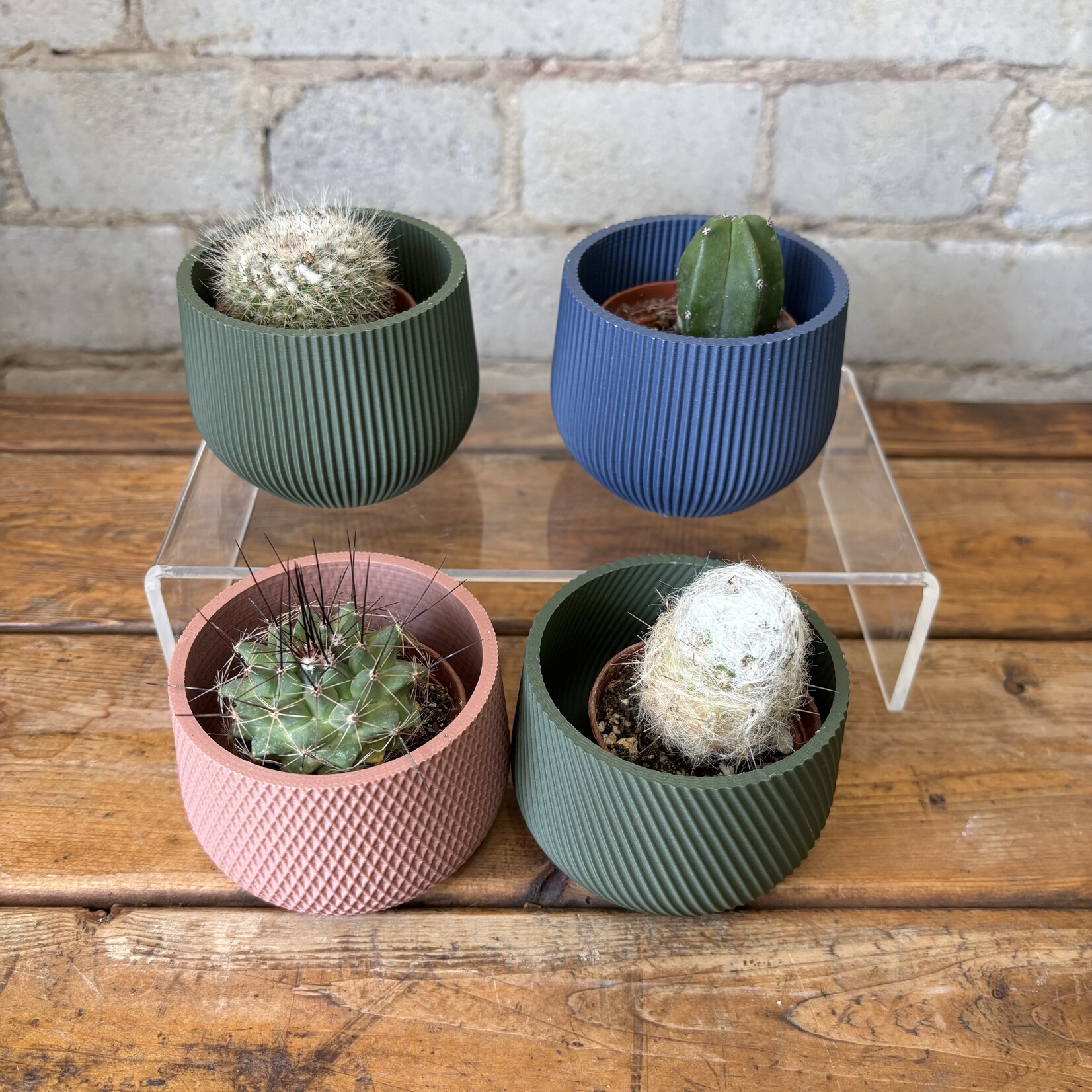 Assorted Mini Cactus 2"