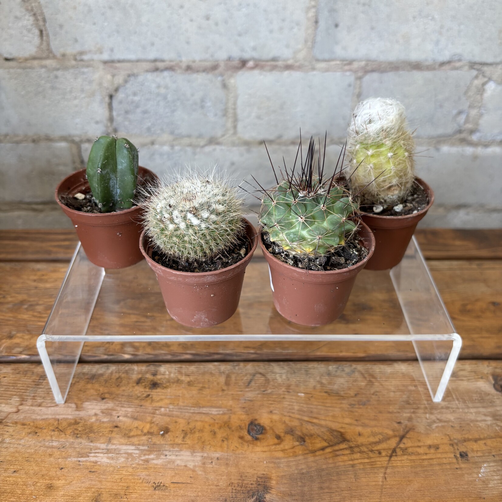 Assorted Mini Cactus 2"
