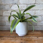 Dracaena Warneckii Lemon Lime 4"